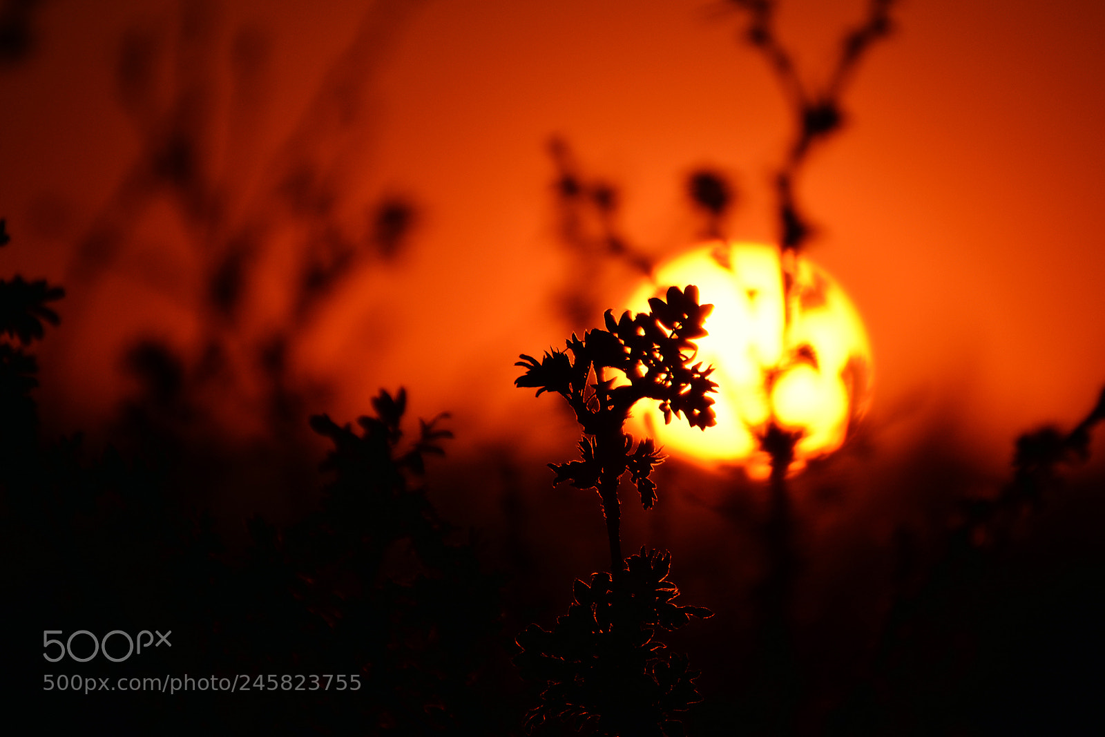 Nikon D5200 sample photo. Orange photography
