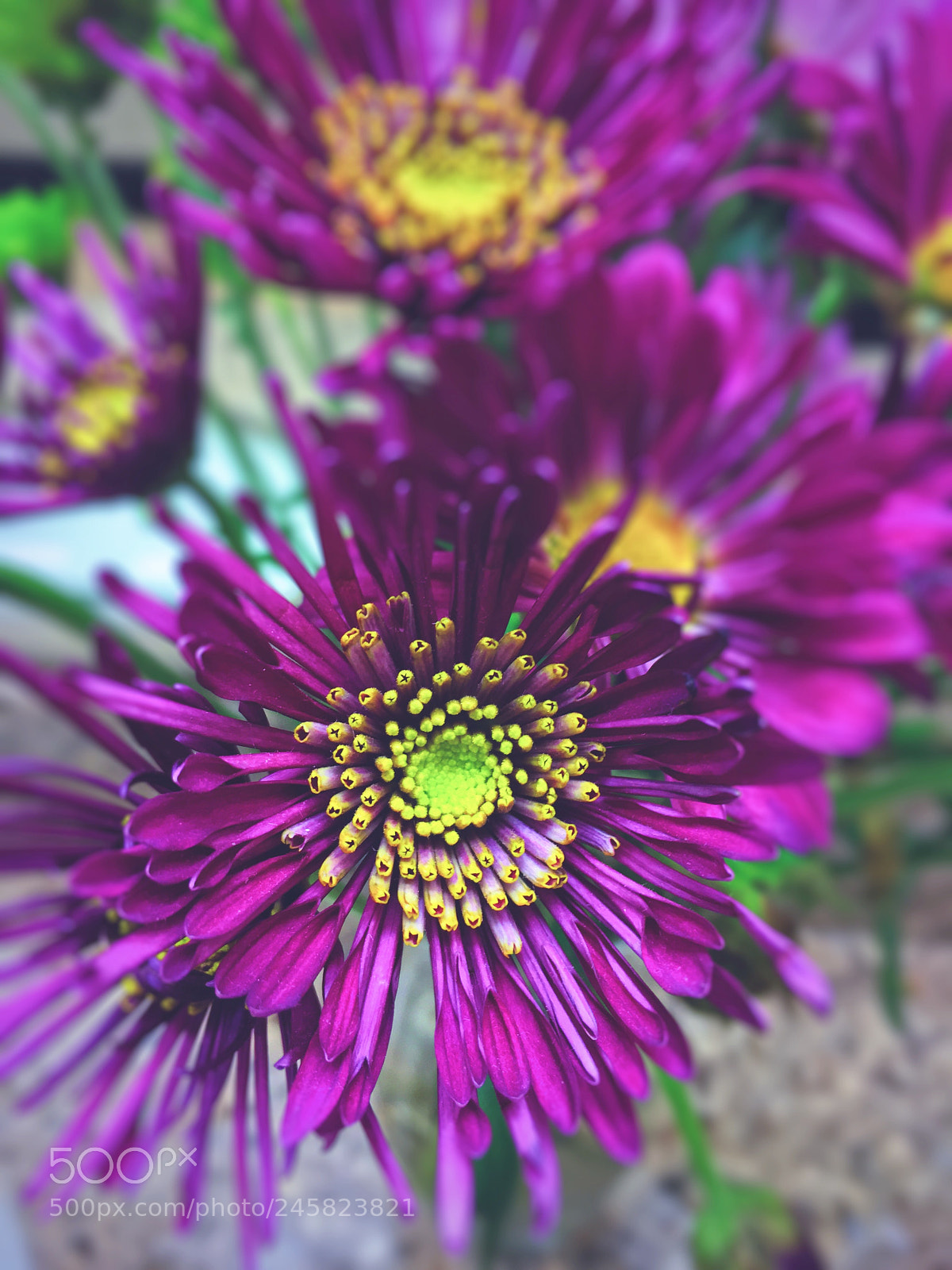 Apple iPhone 6s sample photo. Be your own kind photography