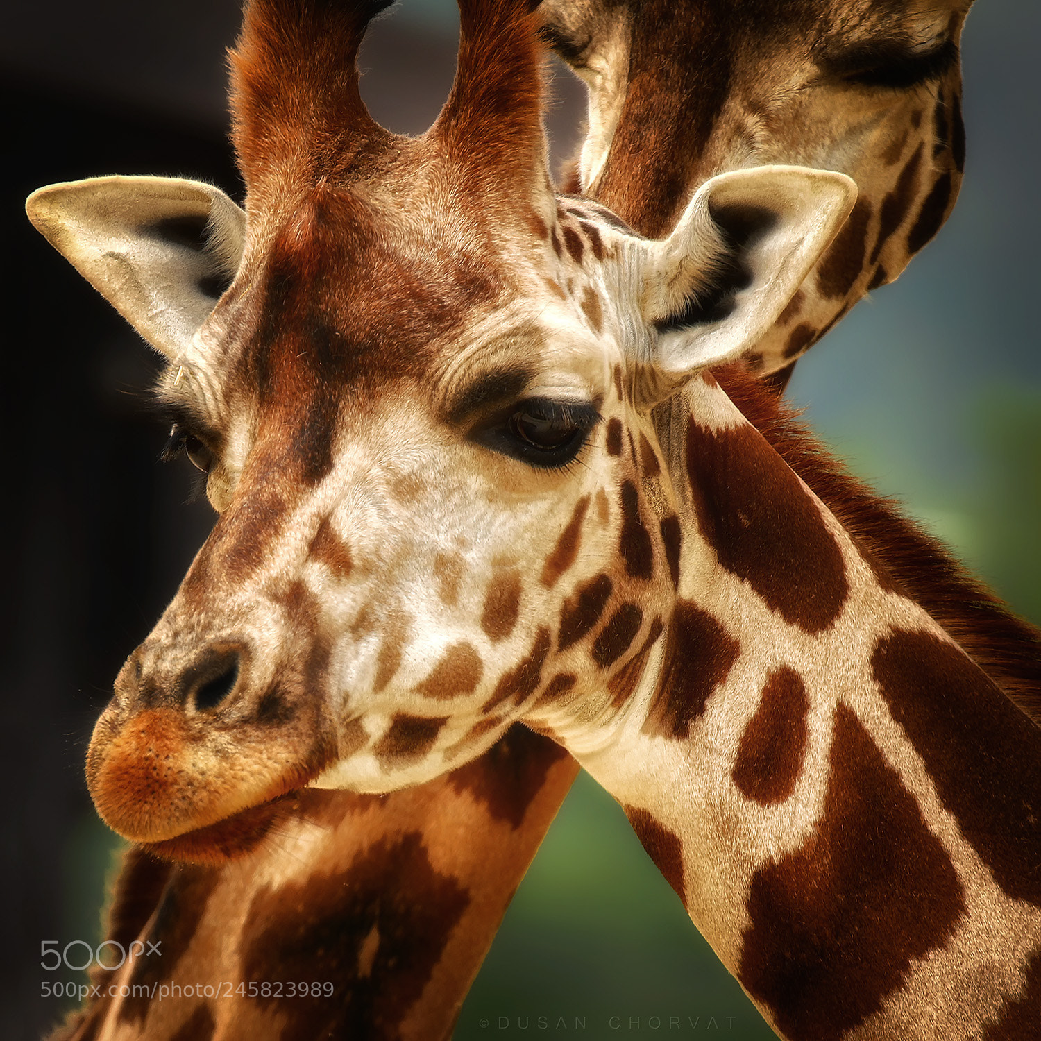 Canon EOS 7D Mark II sample photo. Giraffe photography