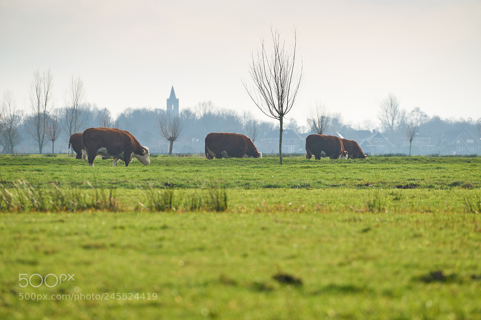Sony a7 II sample photo. Cows photography