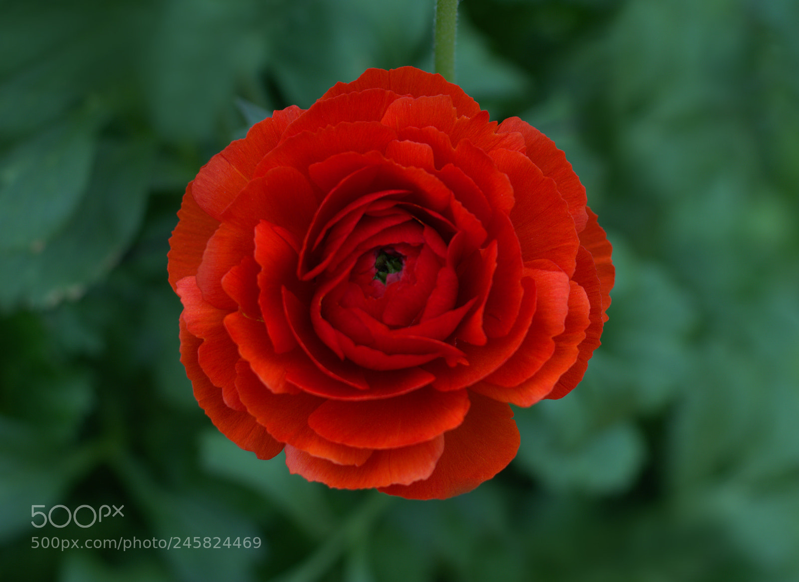 Nikon D7100 sample photo. Flower photography