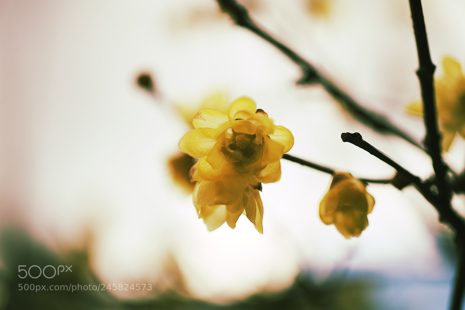 Nikon D610 sample photo. Winter sweet photography
