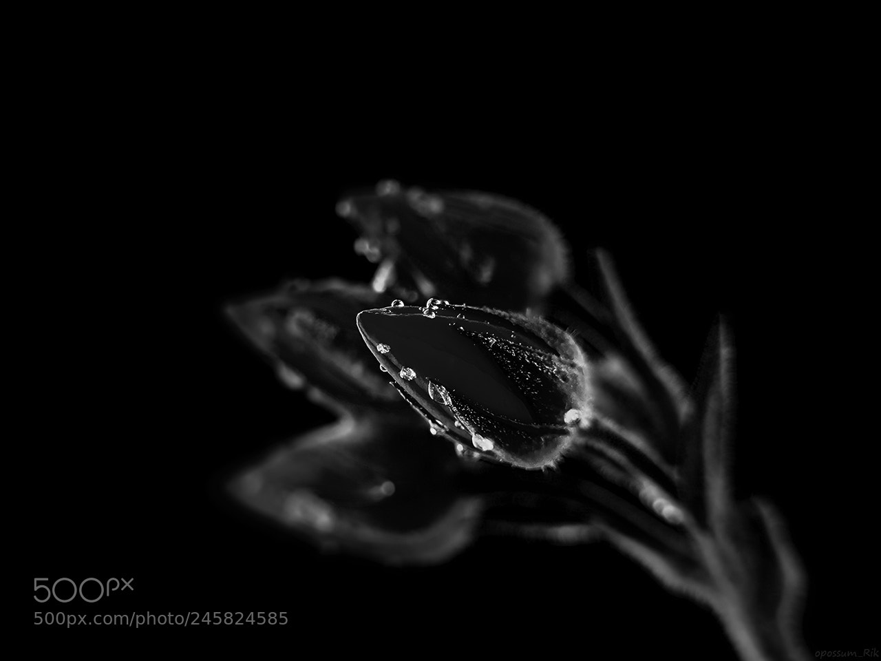 Panasonic Lumix DMC-FZ1000 sample photo. Black flowers photography