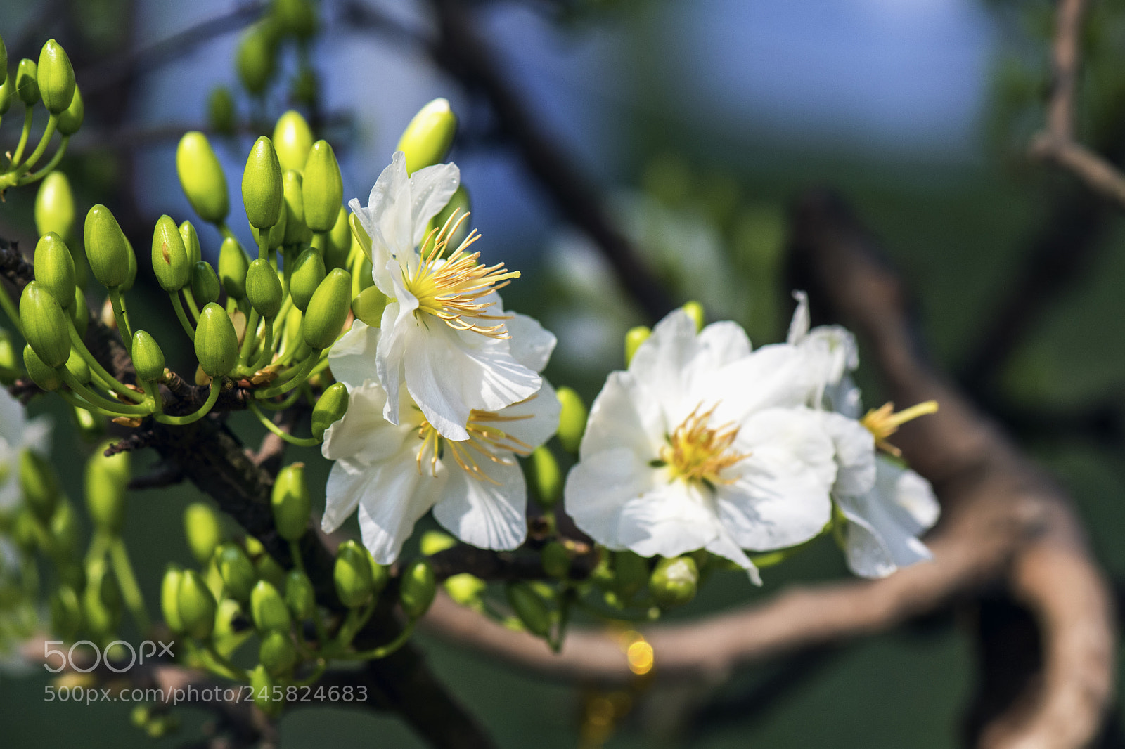 Nikon D500 sample photo. P photography