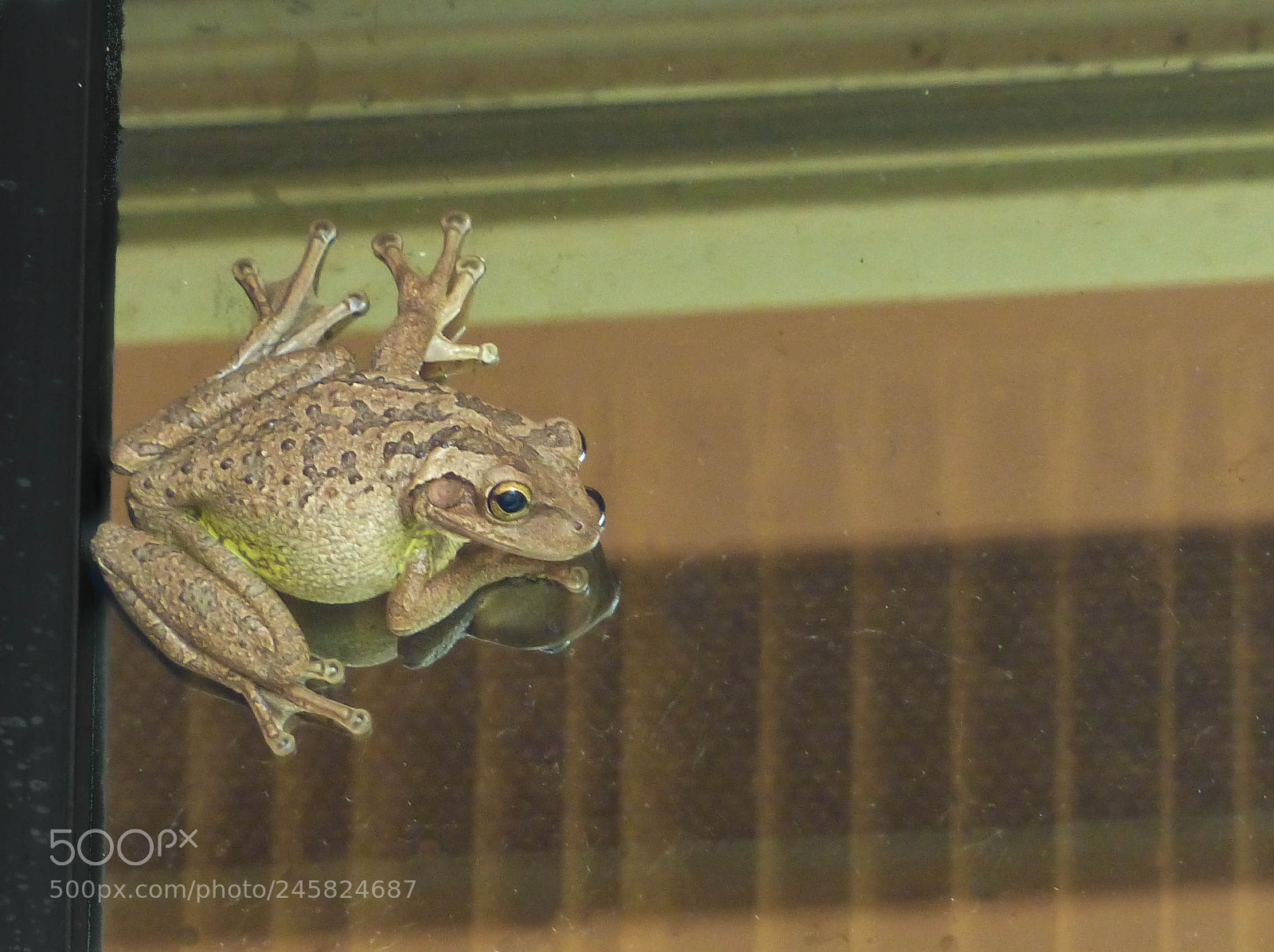 Panasonic Lumix DMC-FZ200 sample photo. The visitor photography