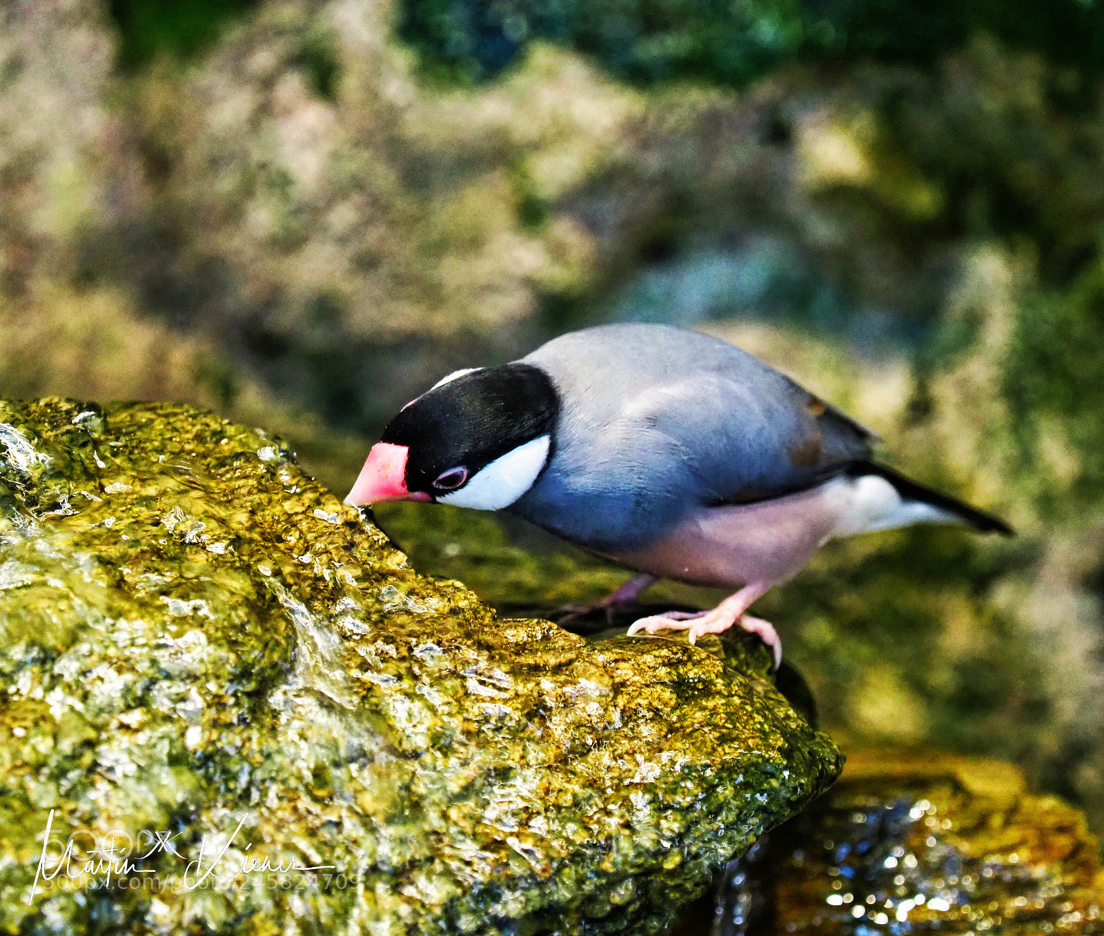 Olympus OM-D E-M1 Mark II sample photo. Thirsty bird drinking photography