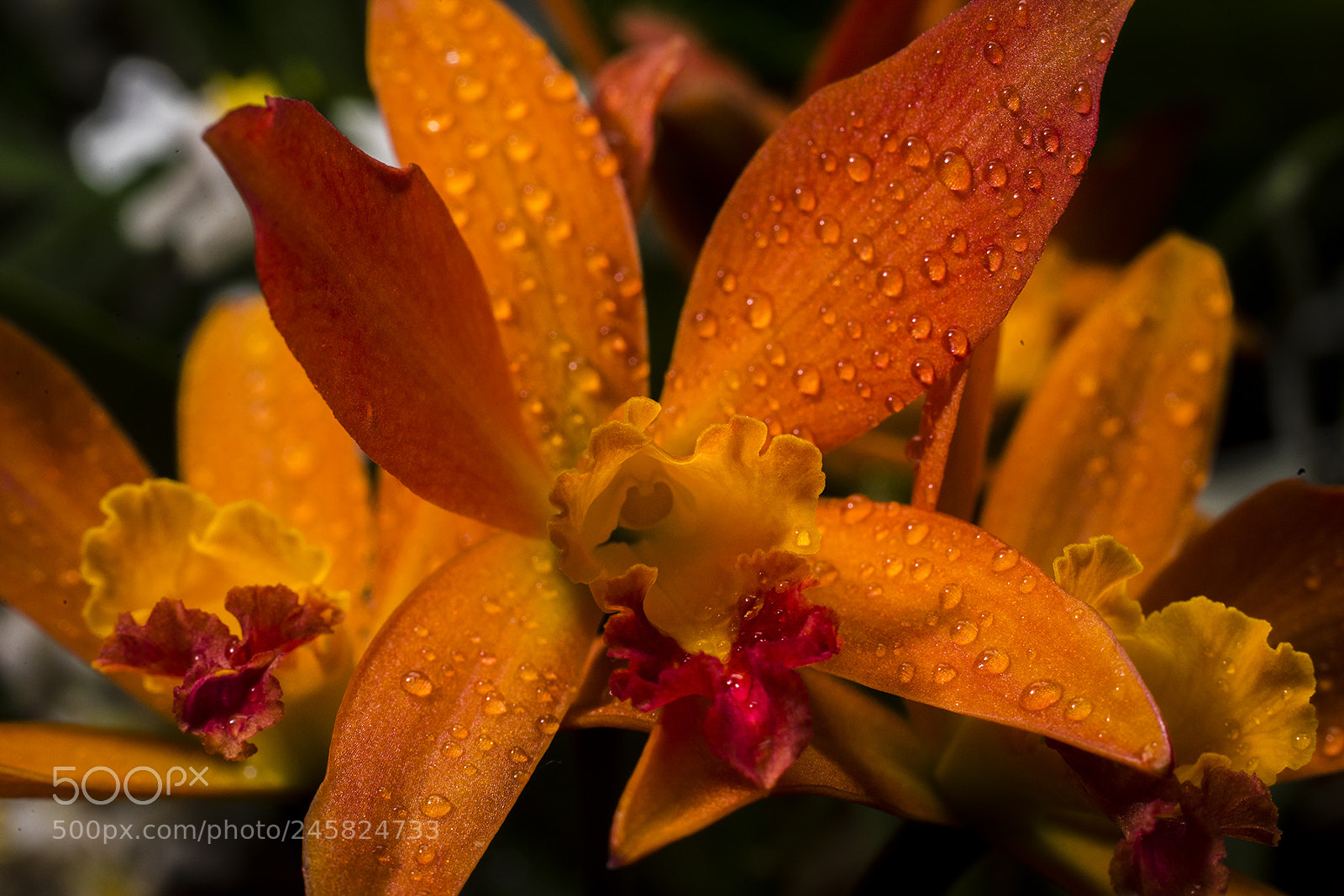 Nikon D810 sample photo. Aloha apricot web photography