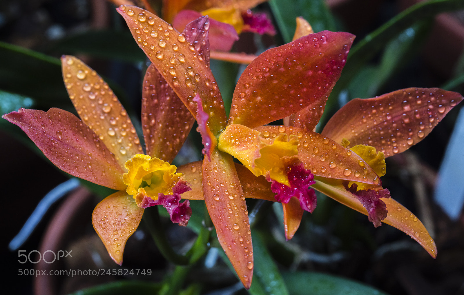 Nikon D810 sample photo. Slc aloha apricot wide photography