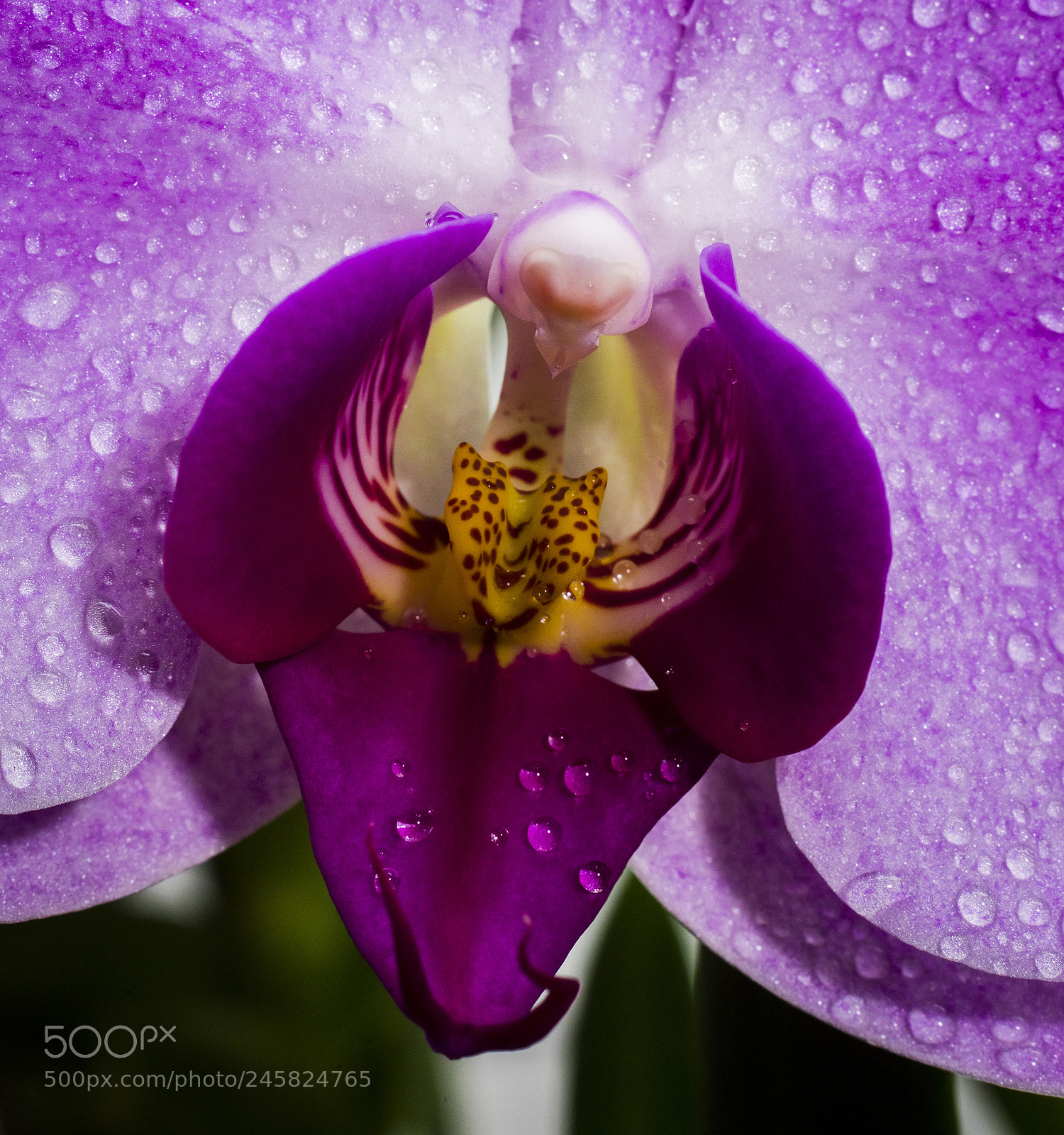 Nikon D810 sample photo. Big phal photography