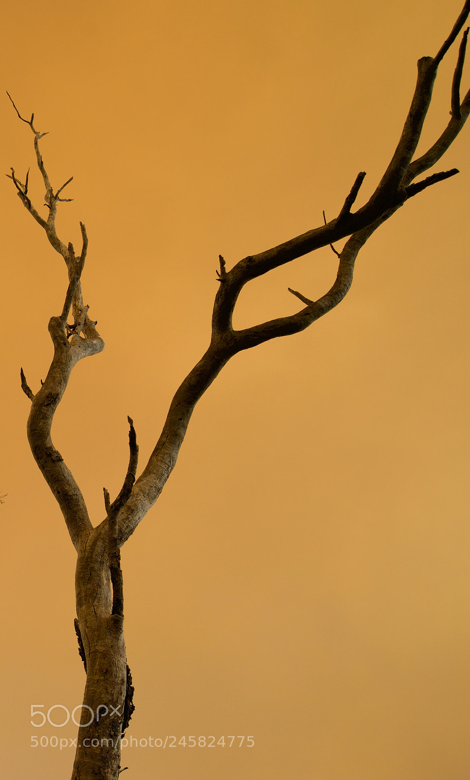 Sony a7 sample photo. The lone tree. photography