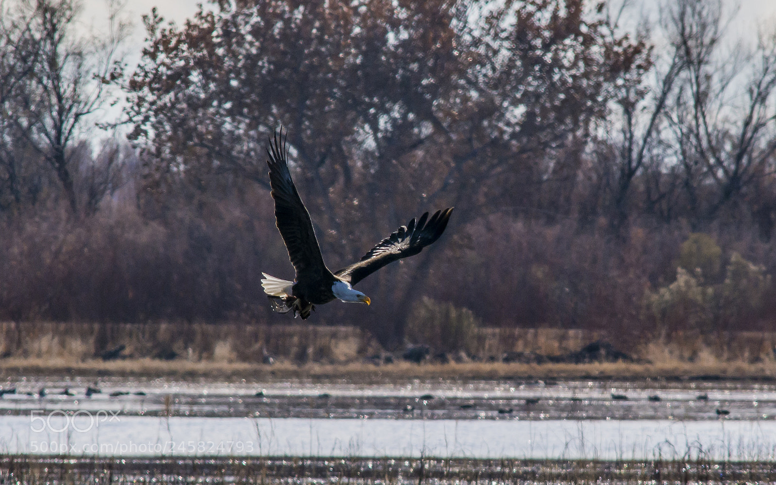 Nikon D7100 sample photo. Bald eagle running with photography