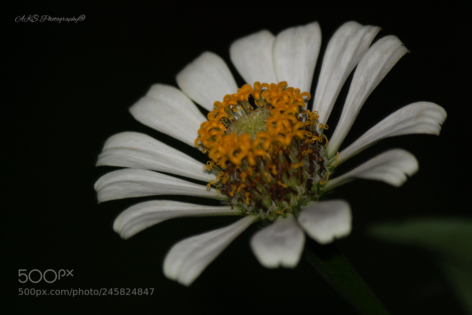 Canon EOS 1300D (EOS Rebel T6 / EOS Kiss X80) sample photo. Flower photography
