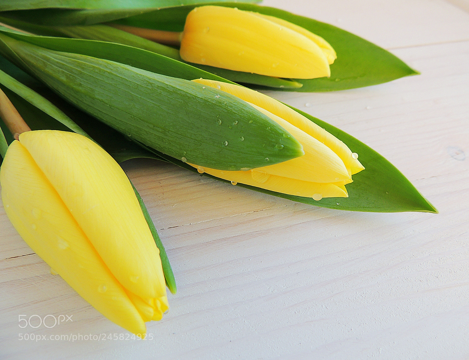 Nikon Coolpix P510 sample photo. Yellow tulips photography
