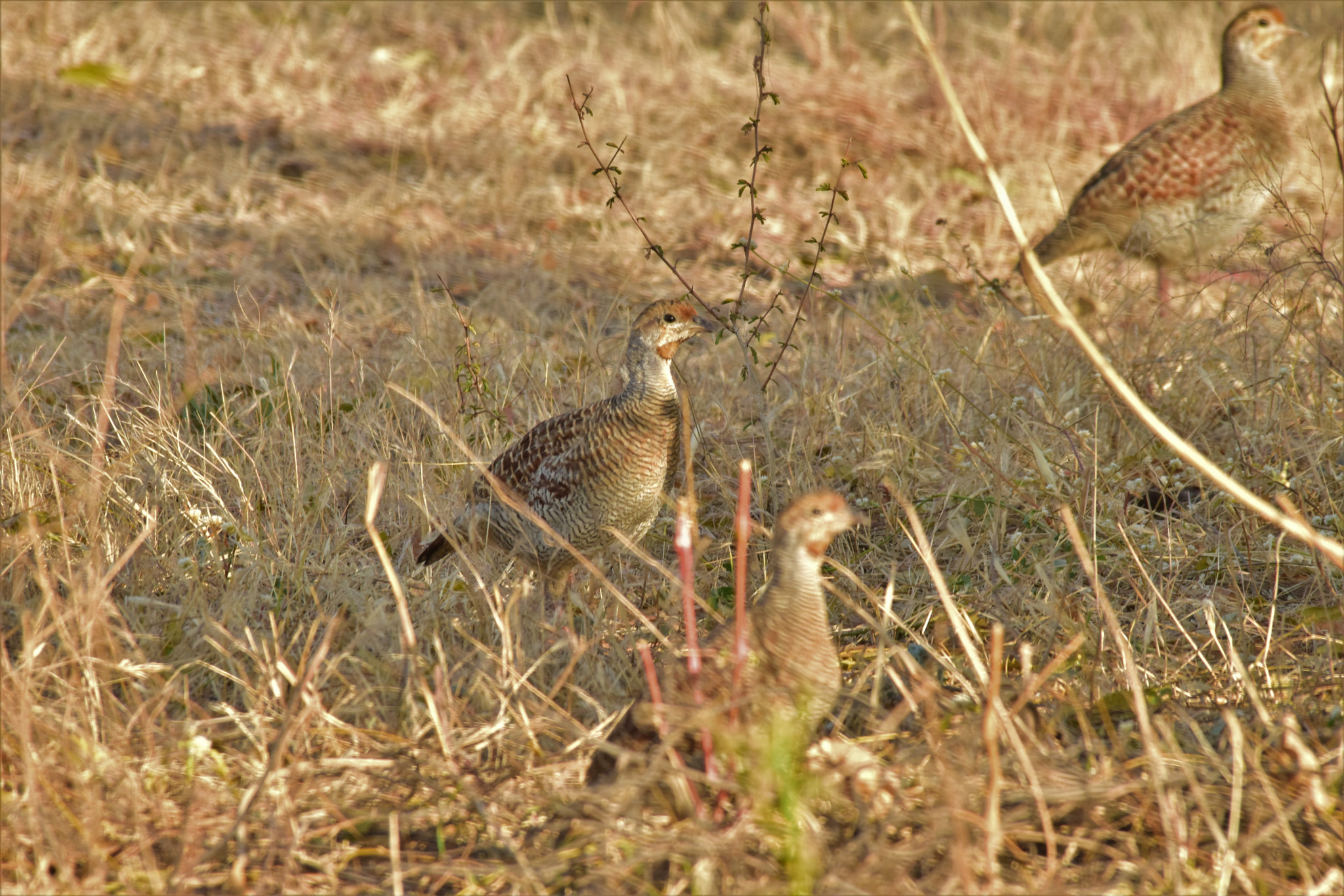Sigma 150-500mm F5-6.3 DG OS HSM sample photo. Family heading towards a destination. photography