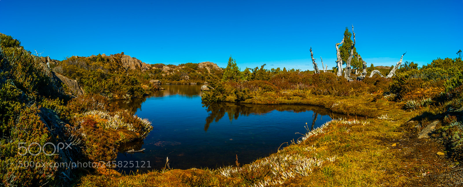 Sony Alpha DSLR-A390 sample photo. Alpine pencil pines photography