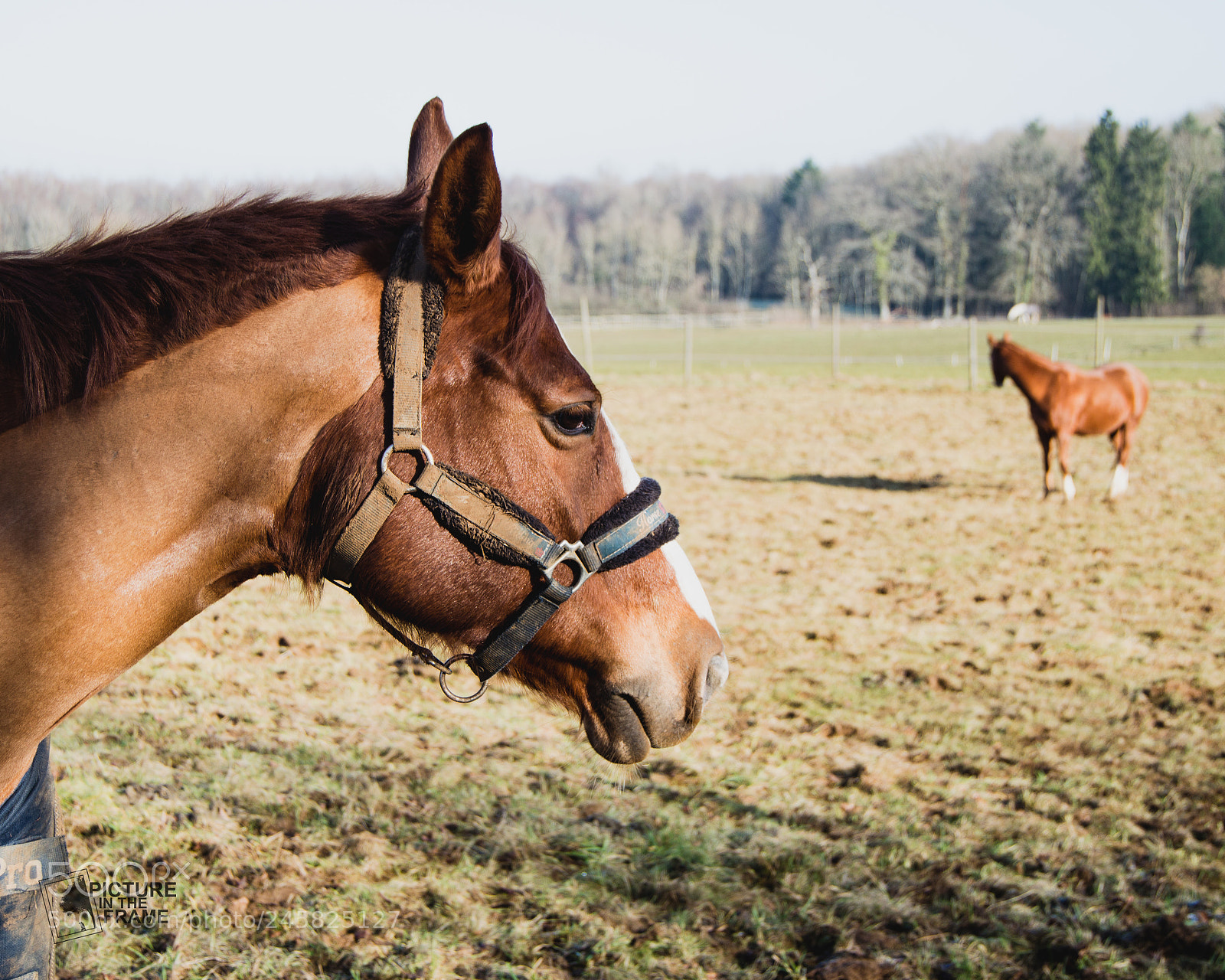Nikon D3200 sample photo. Le profil de un photography