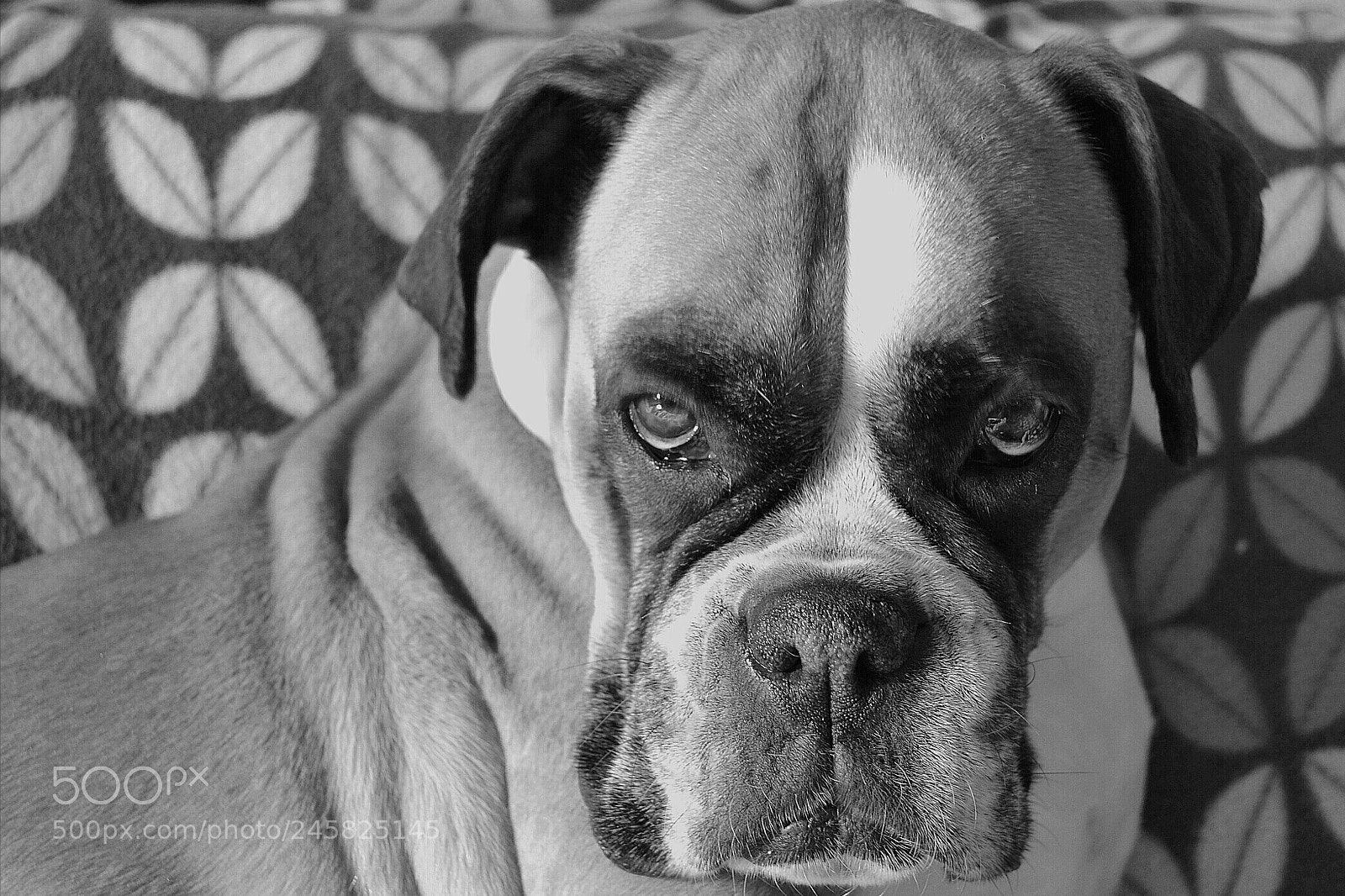 Nikon D3100 sample photo. Boxer face photography