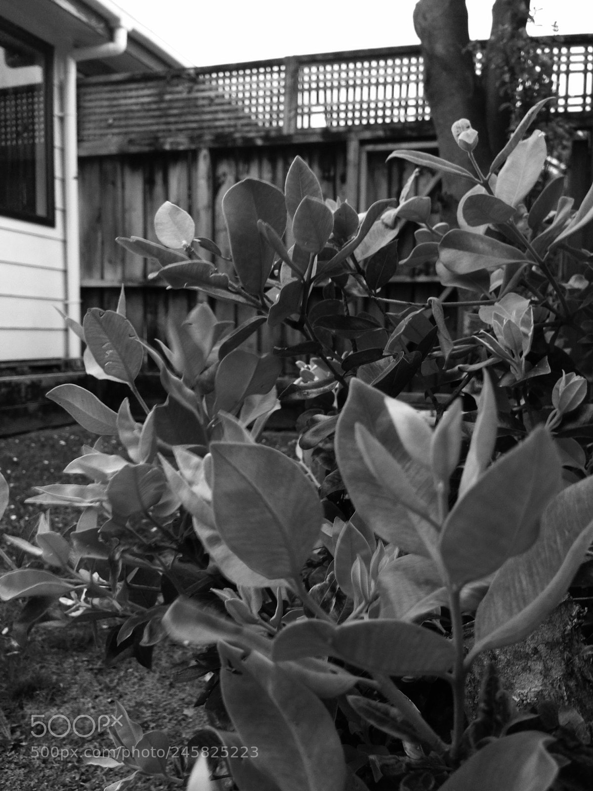 Apple iPhone 5 sample photo. In the beautiful garden ♡ photography