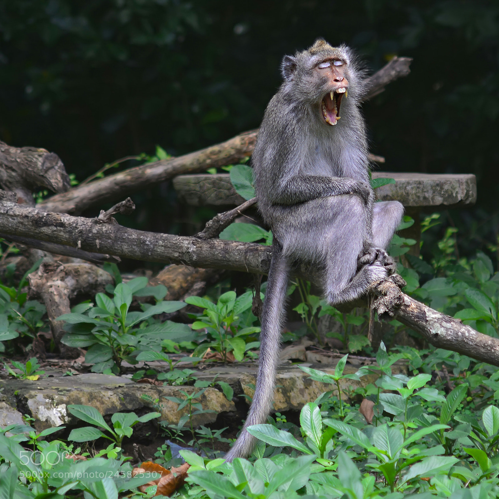 Nikon D7100 sample photo. Hooaaammm photography