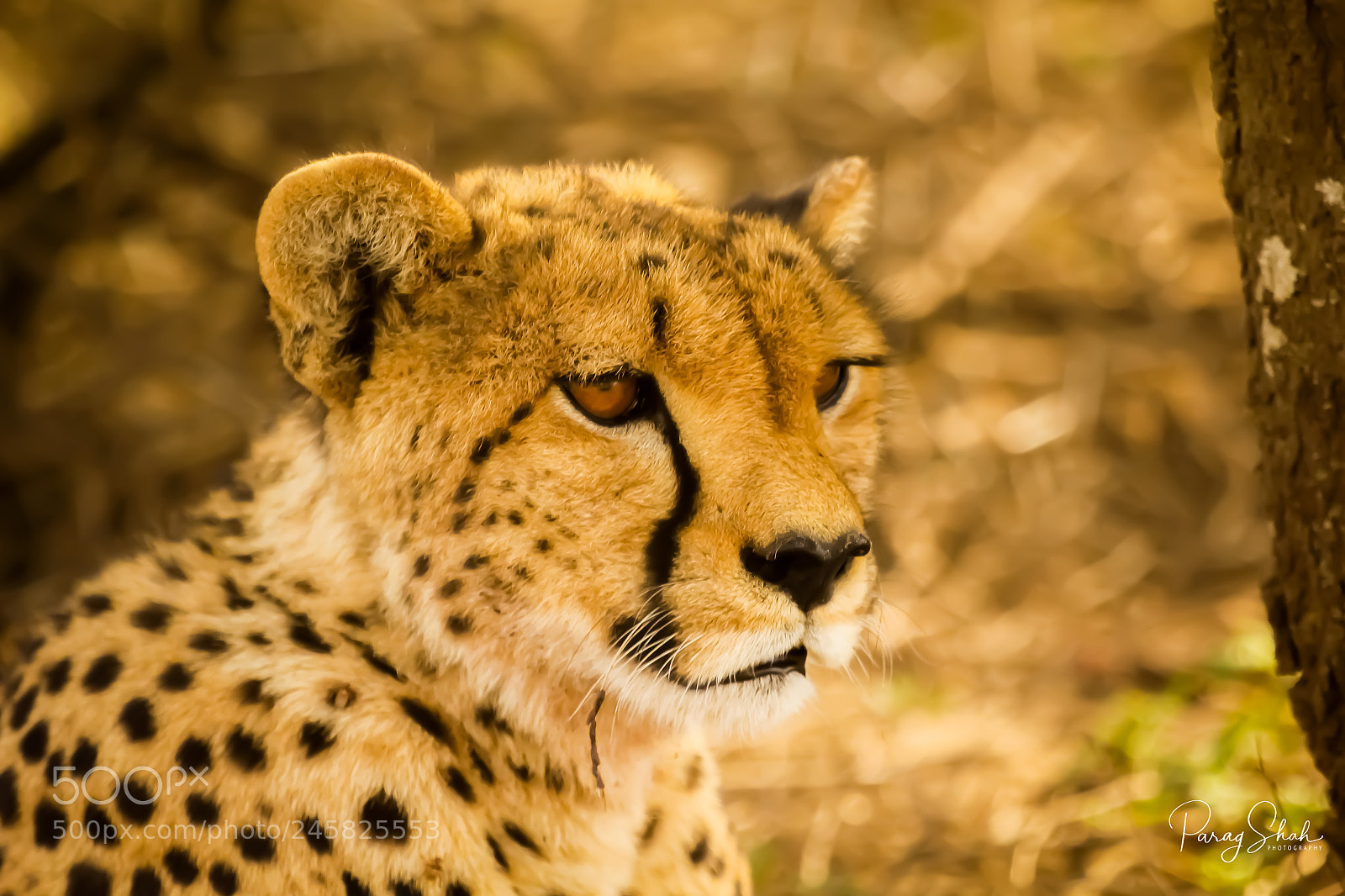Canon EOS 550D (EOS Rebel T2i / EOS Kiss X4) sample photo. Cheetah close up photography