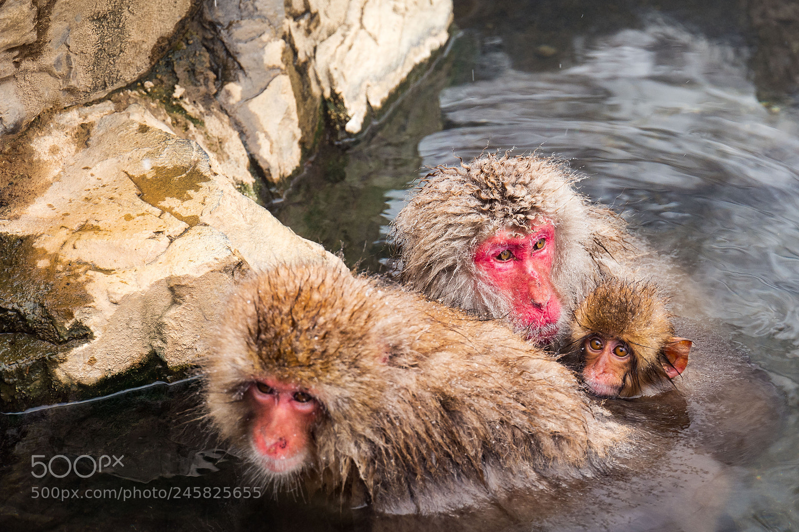 Leica SL (Typ 601) sample photo. Snow monkey 7 photography