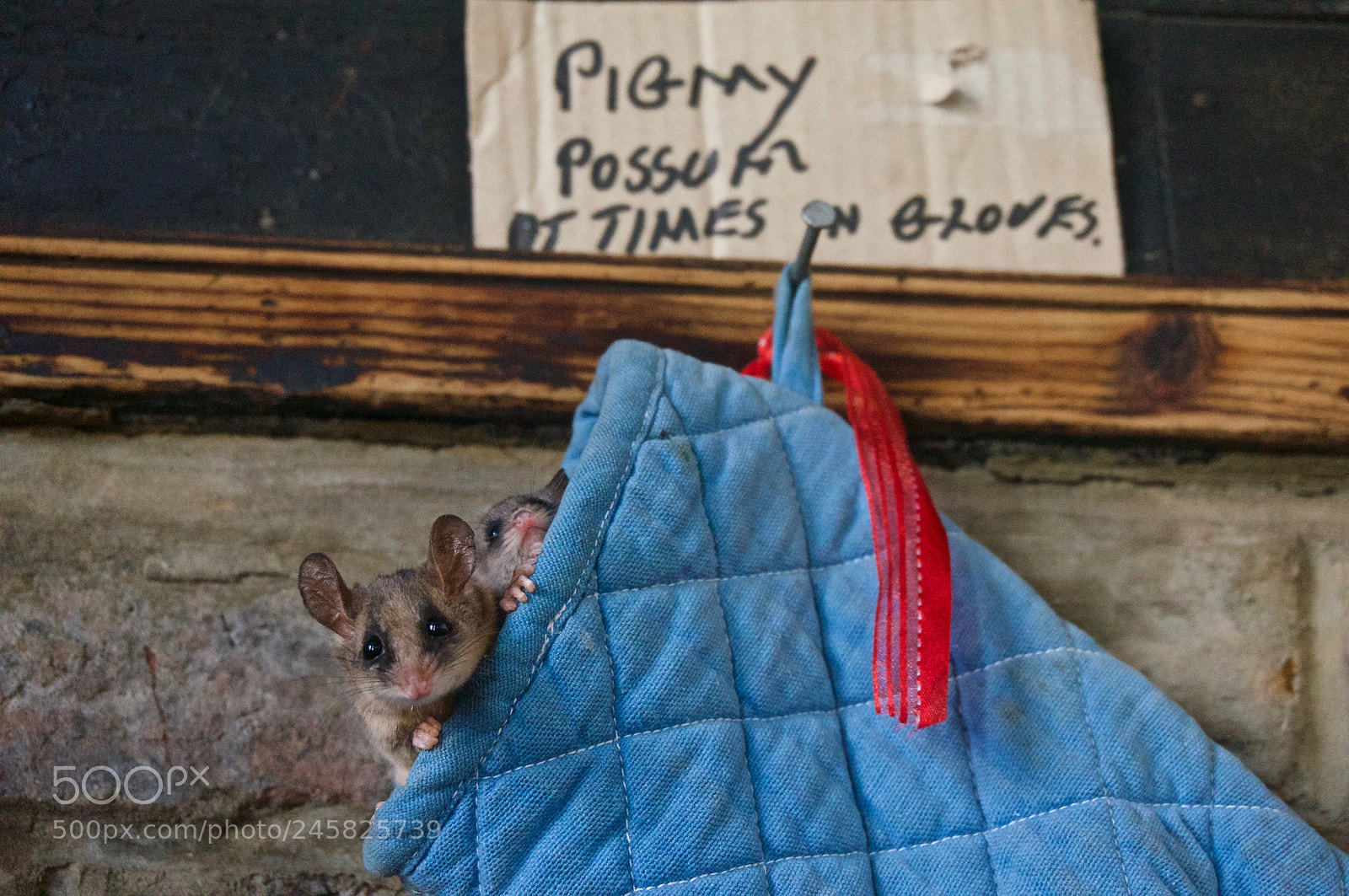 Sony Alpha NEX-6 sample photo. Pigmy possum photography