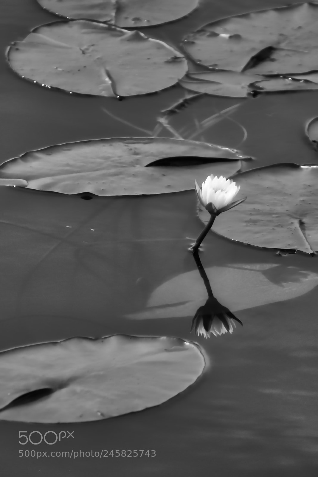 Canon EOS 100D (EOS Rebel SL1 / EOS Kiss X7) sample photo. The lonely flower in photography