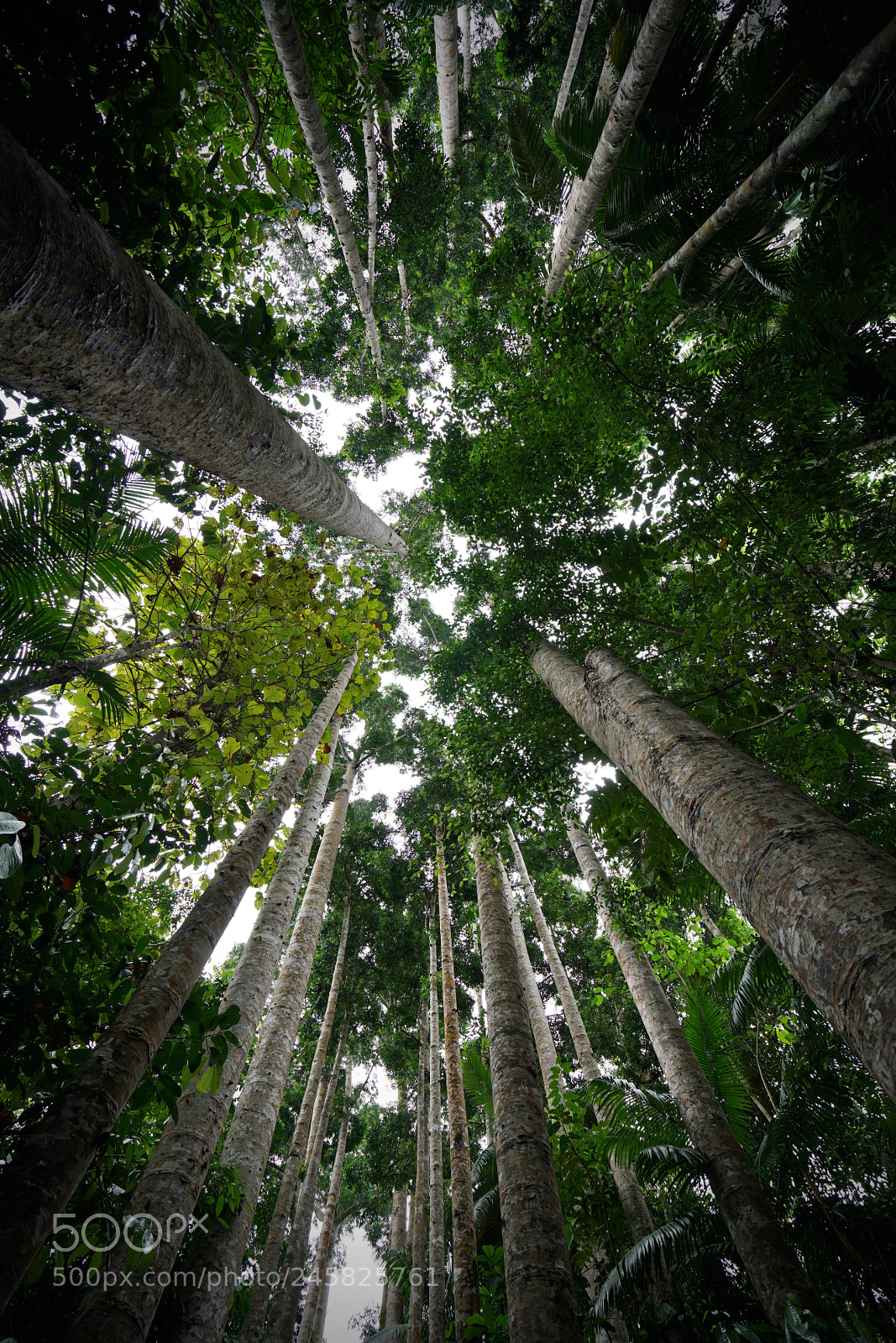 Sony a7R II sample photo. Jungle photography