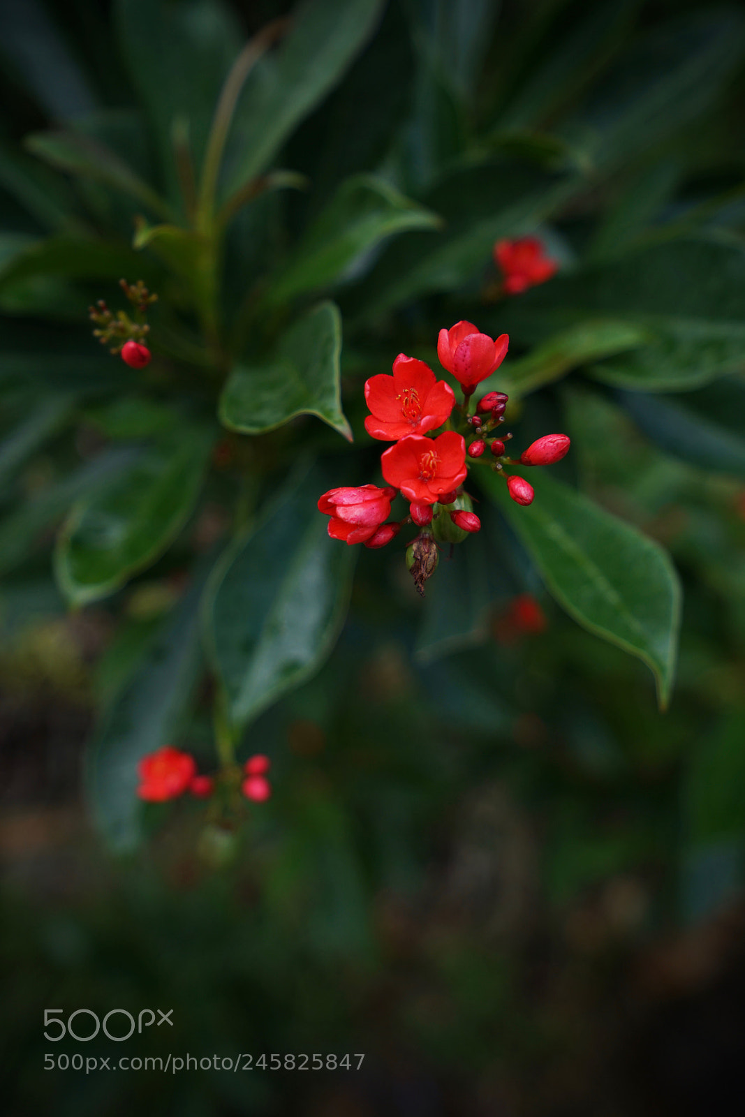 Sony a7R II sample photo. Points photography
