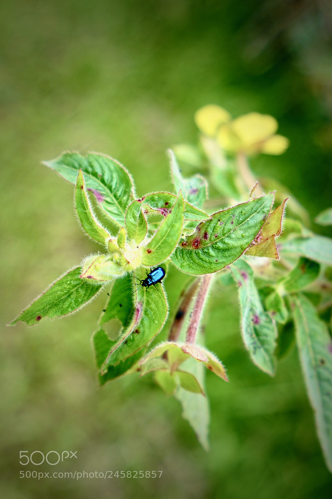 Sony a7R II sample photo. Insect photography