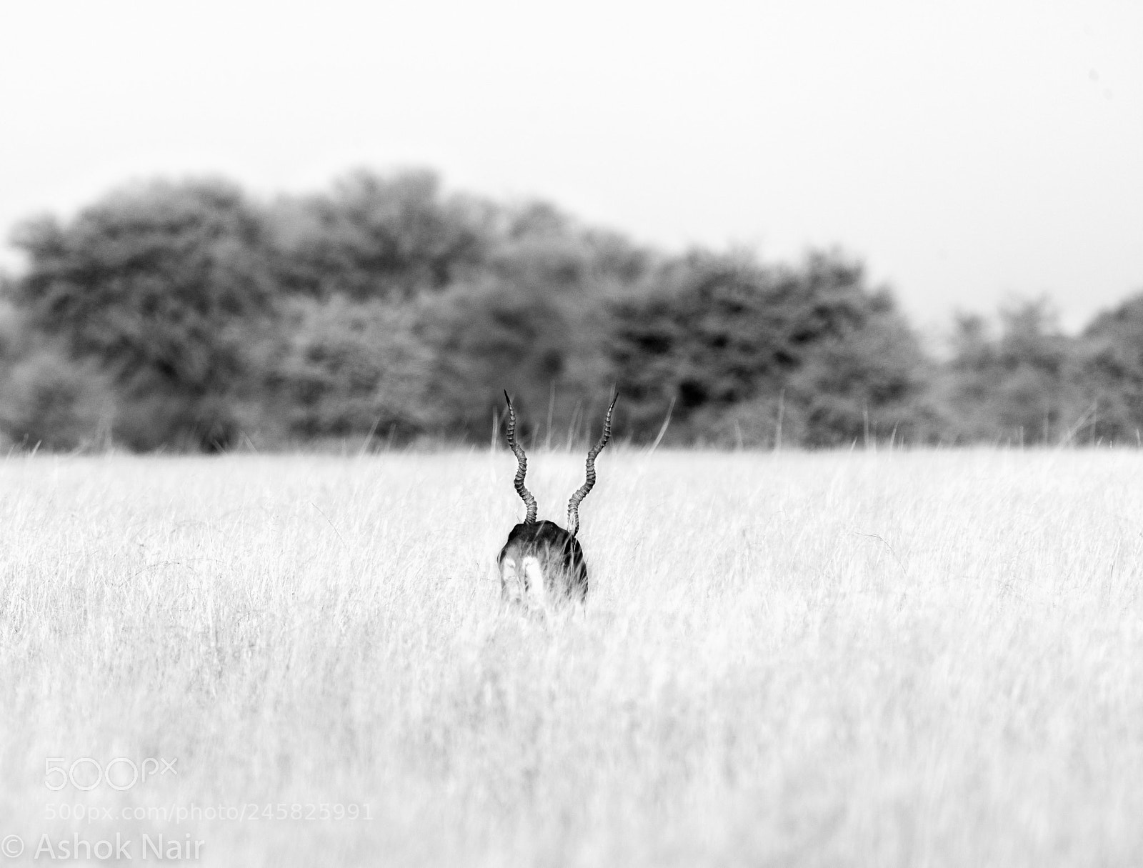 Nikon D810 sample photo. Black buck photography