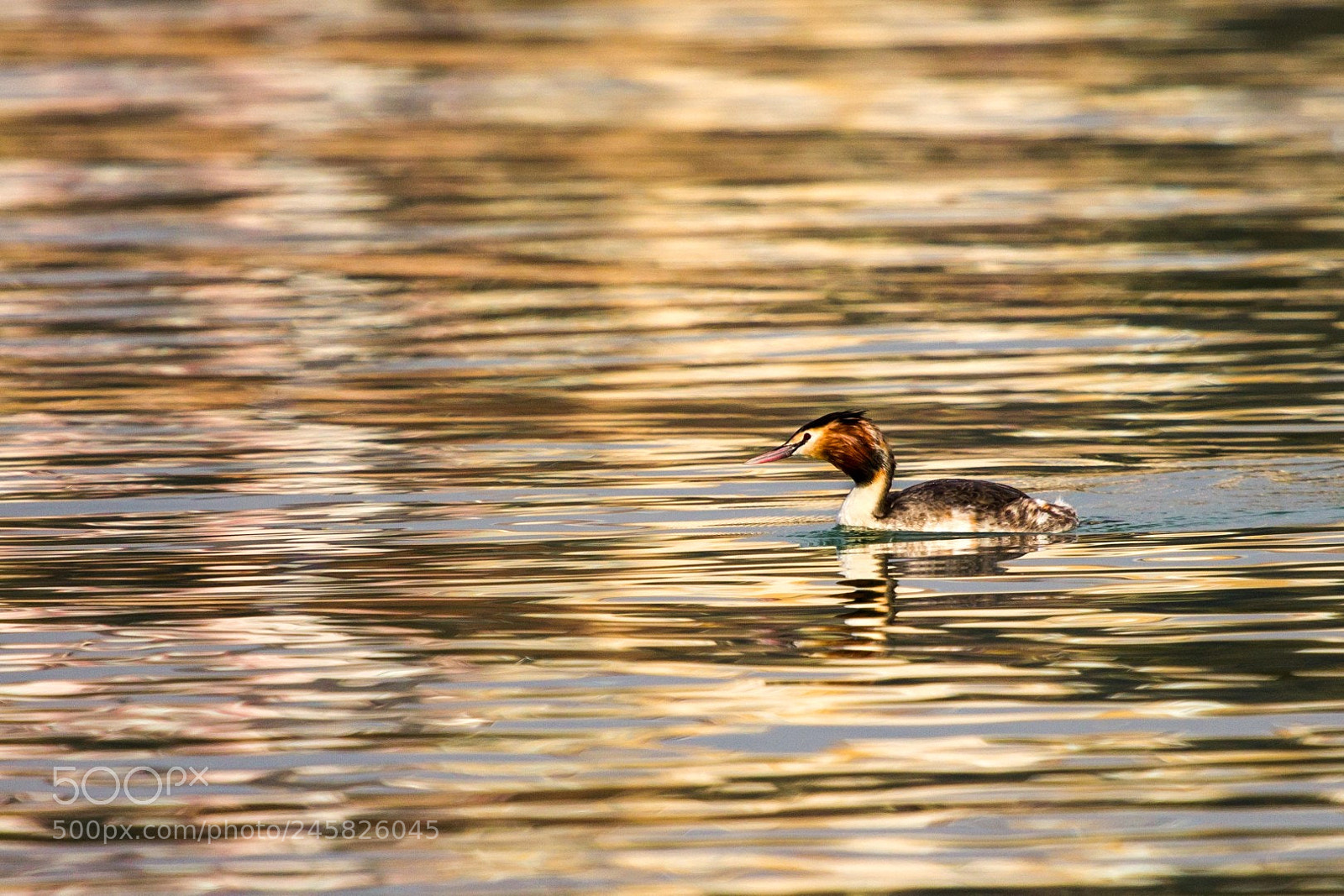 Canon EOS 60D sample photo. Colors photography