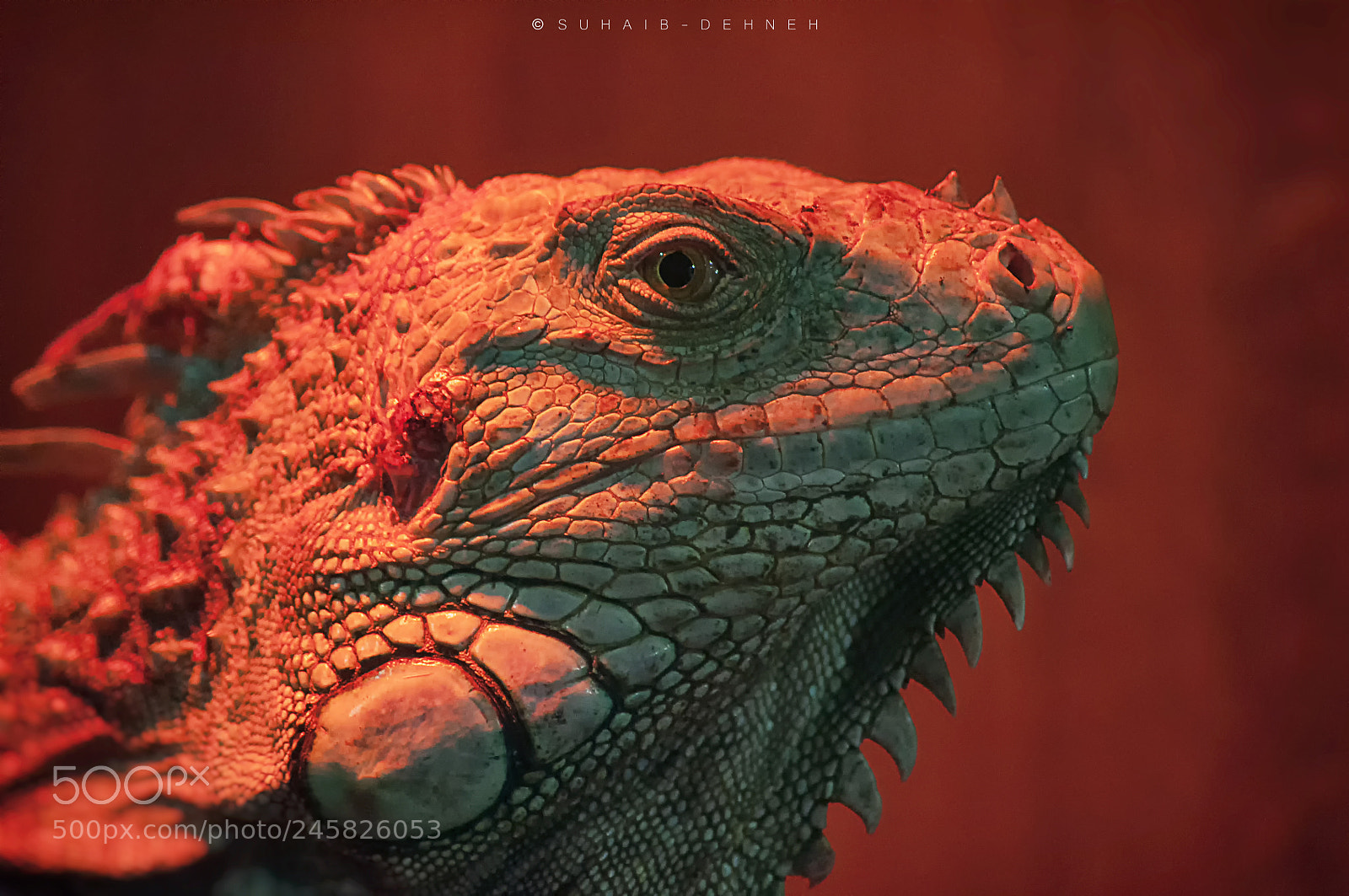 Nikon D90 sample photo. Iguana photography