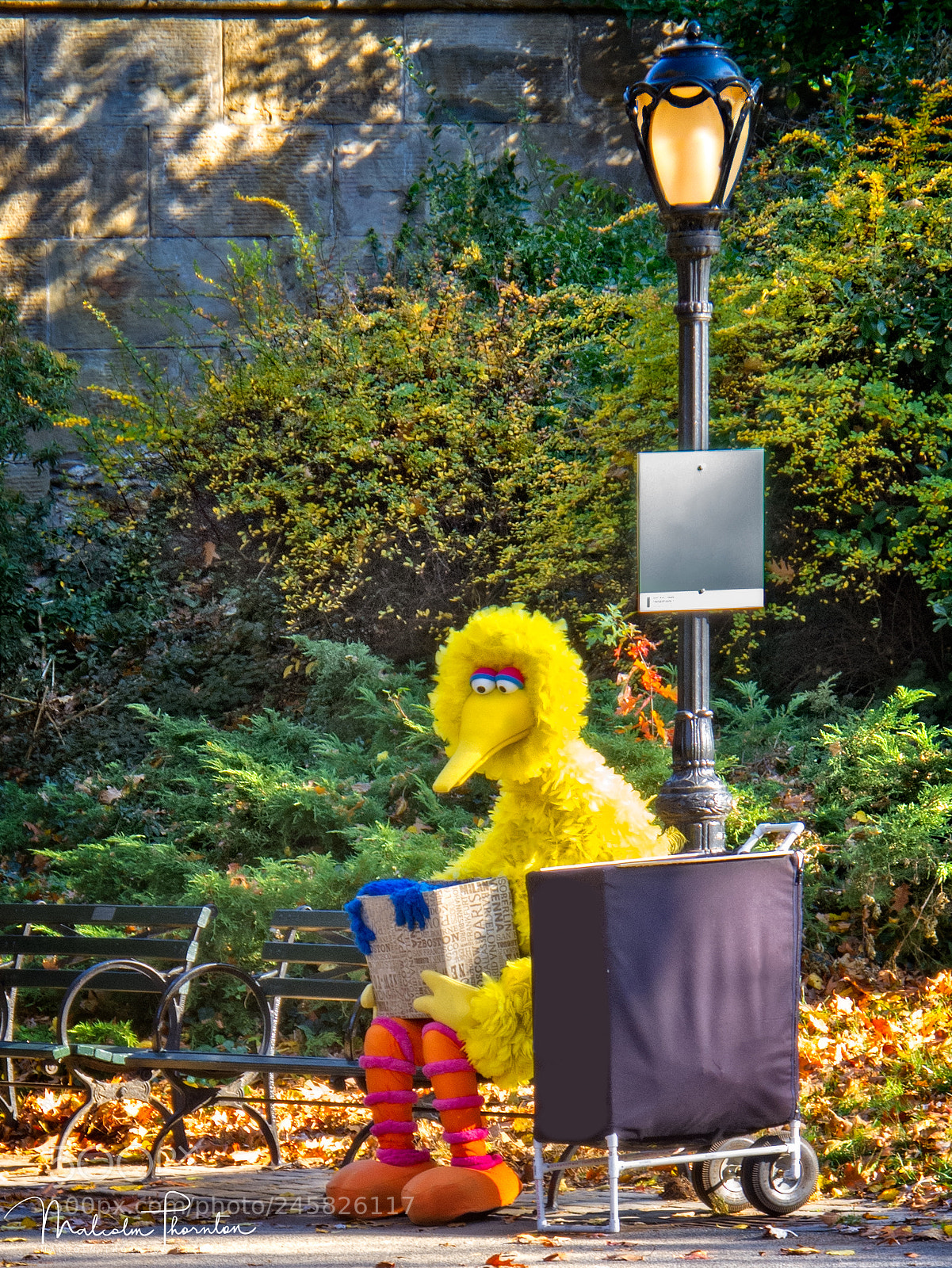 Canon PowerShot G12 sample photo. Big bird in central photography