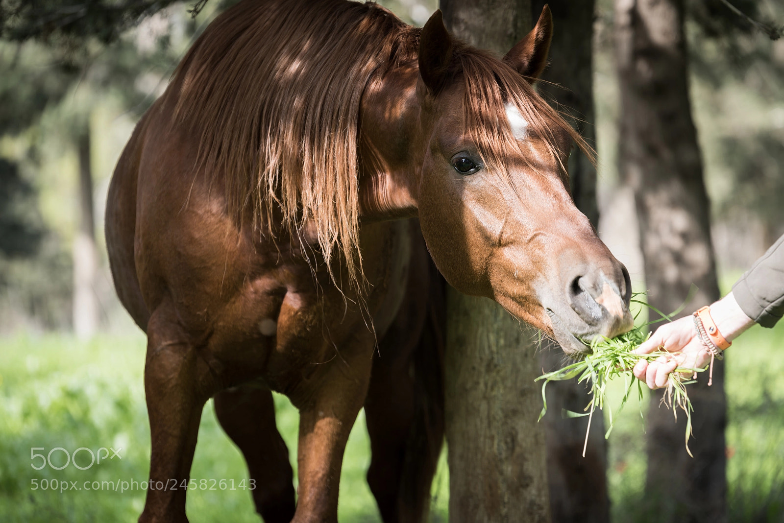 Nikon D810 sample photo. Breakfast time photography