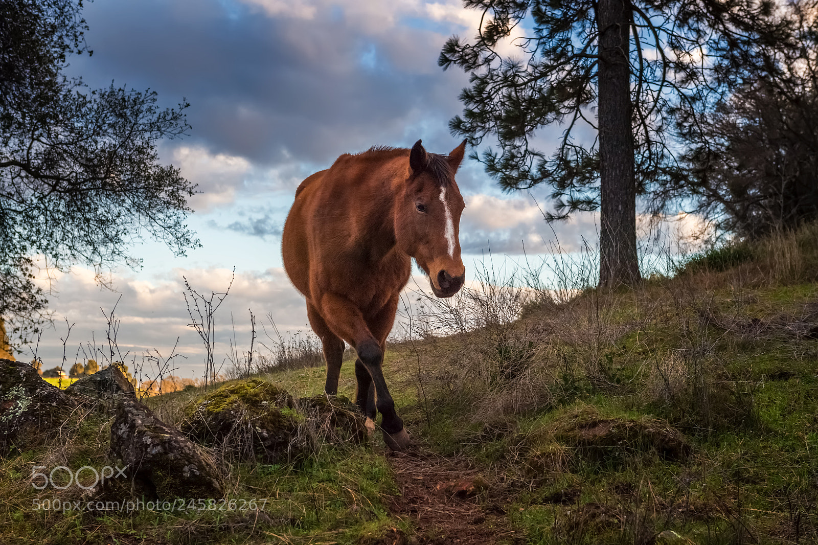 Nikon D5 sample photo. Horse at sunset photography