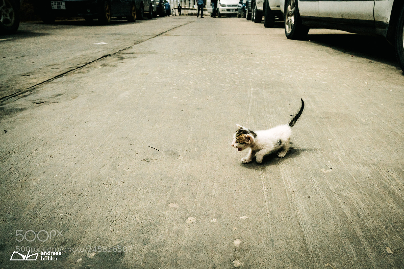 Sony a7R II sample photo. Lost tiny cat photography