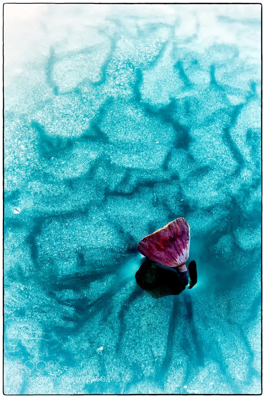Sony a7R II sample photo. Frozen photography