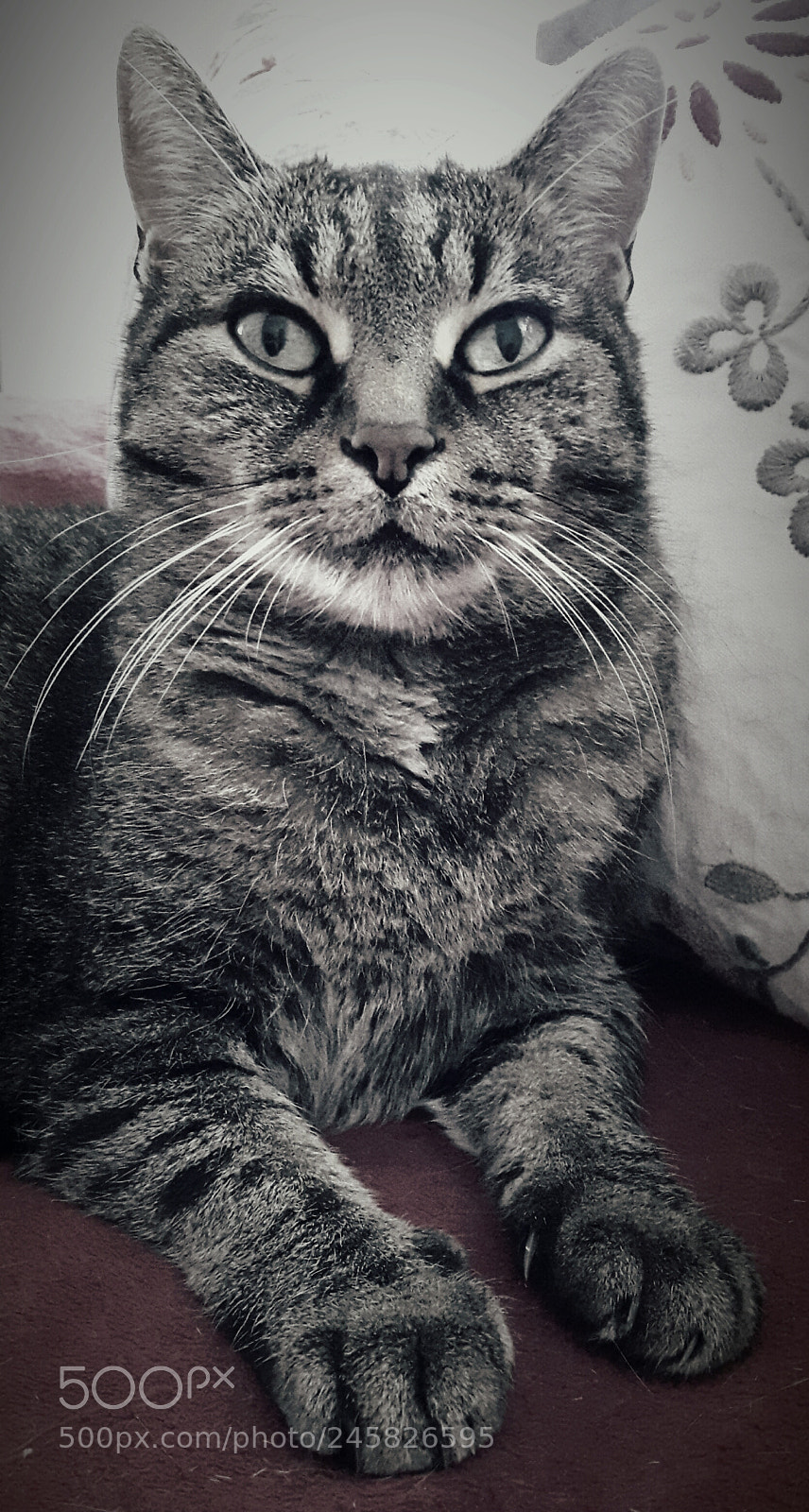 Samsung Galaxy S5 Neo sample photo. Devilthebadcat photography