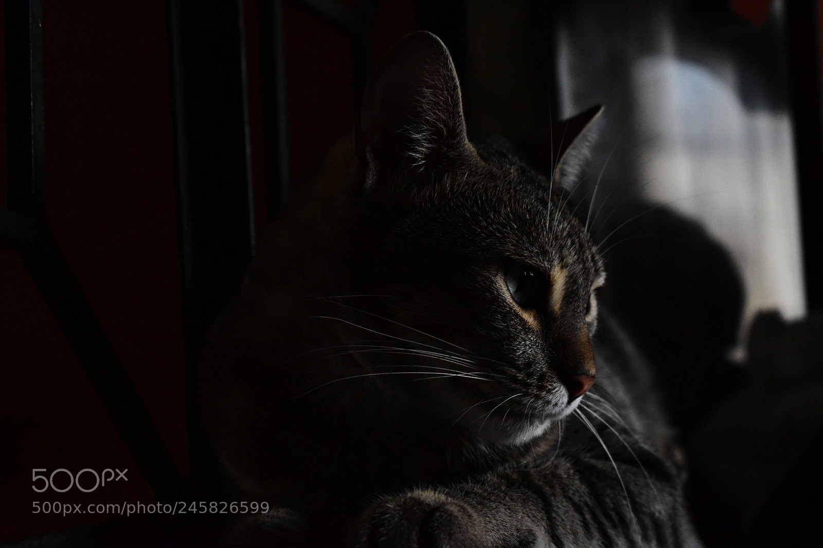 Nikon D5600 sample photo. Untitled photography