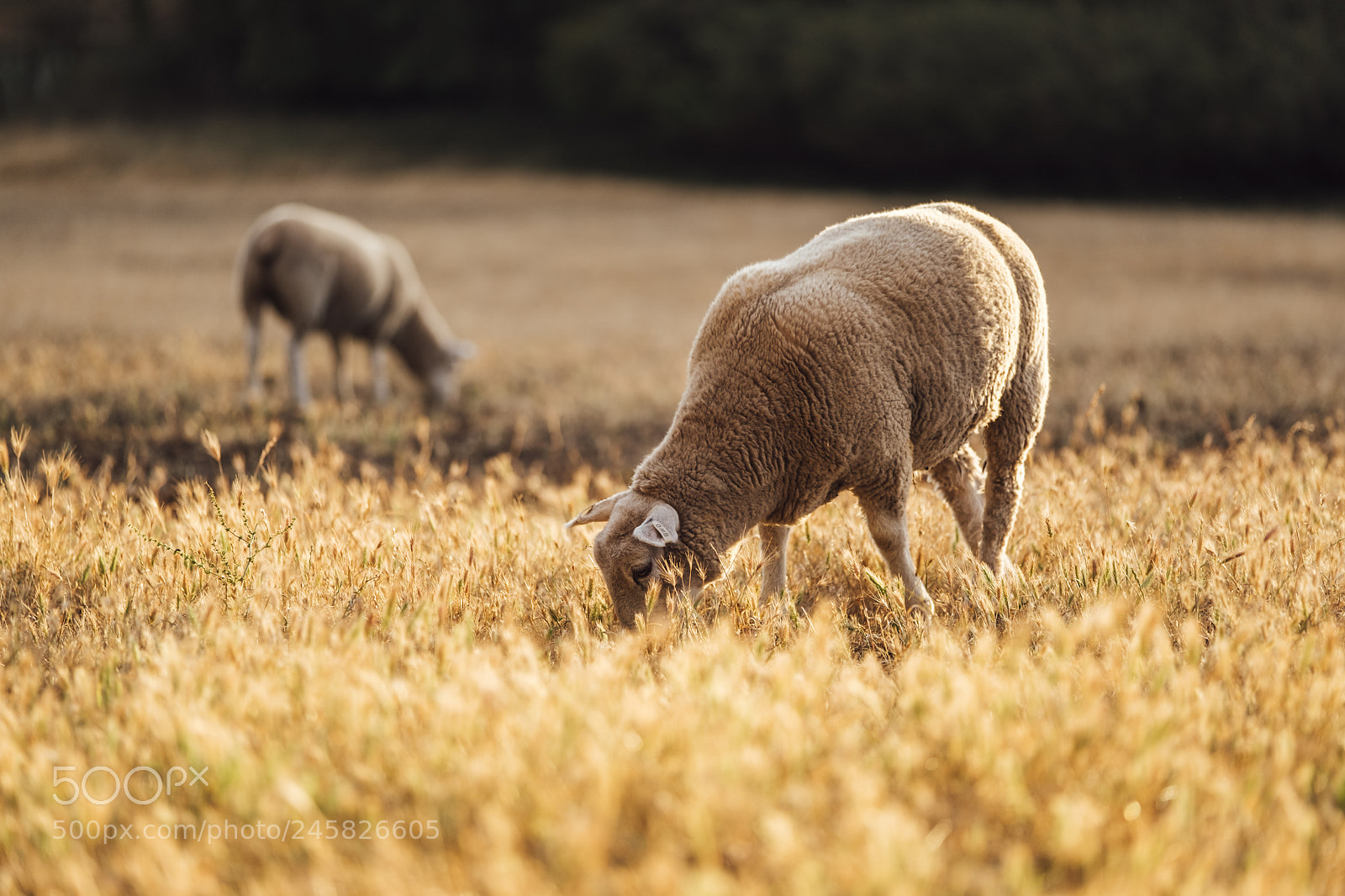 Fujifilm X-T2 sample photo. Evening sheep grazing photography