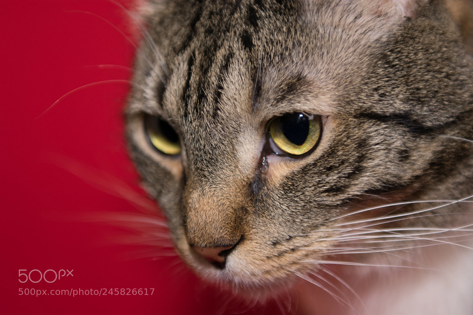 Nikon D3400 sample photo. Close up portrait of photography