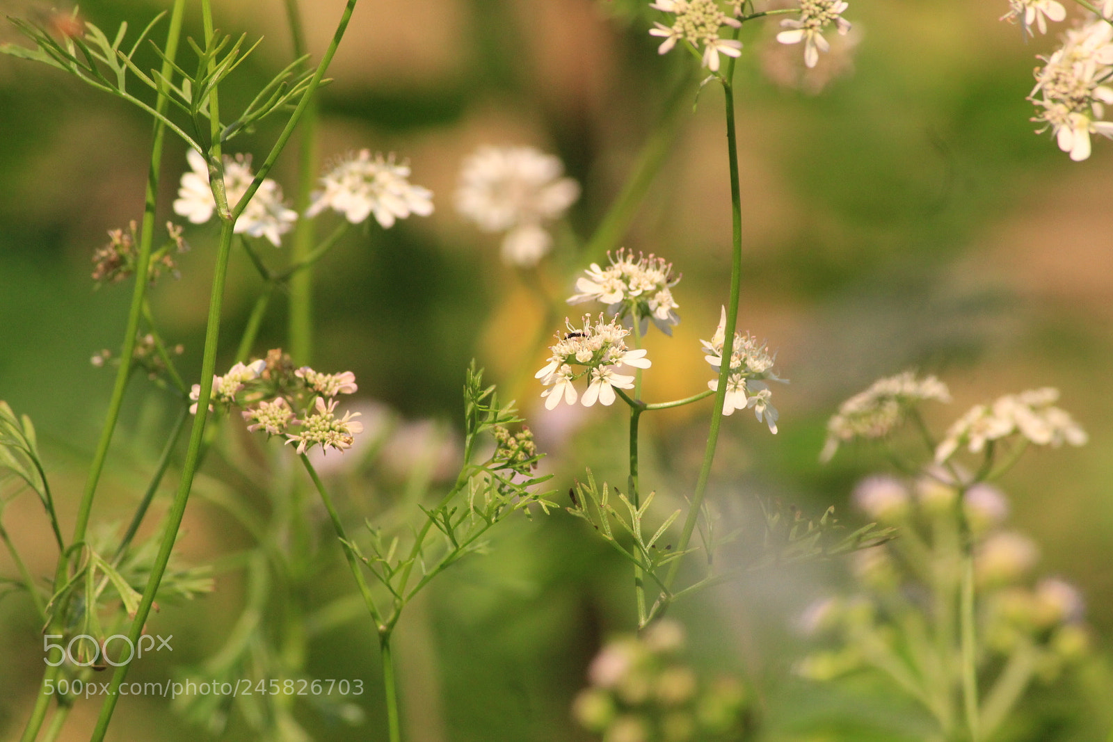 Canon EF-S 55-250mm F4-5.6 IS II sample photo. Untitled photography