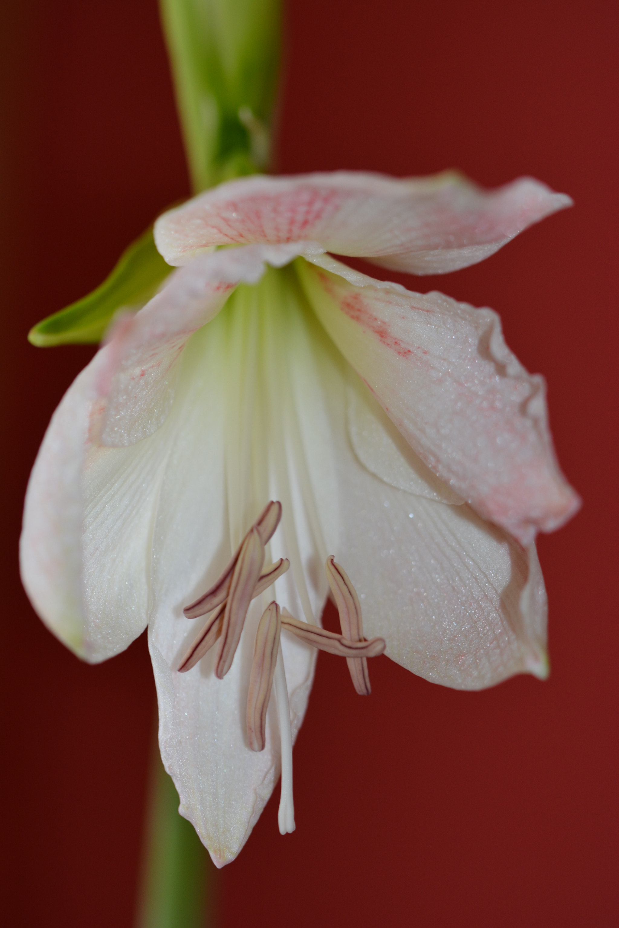 Nikon D7100 sample photo. Amaryllis photography