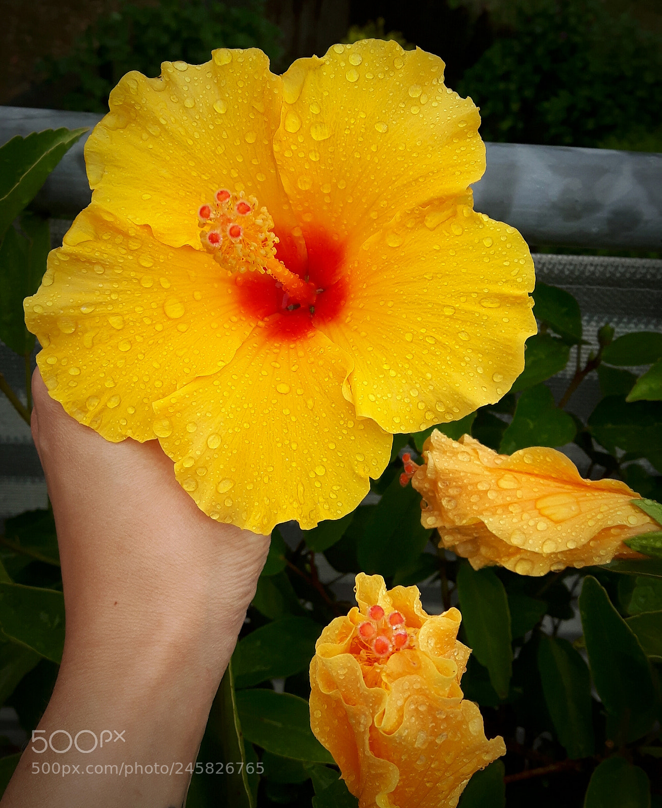 Samsung Galaxy S5 Neo sample photo. Yellow flower "hibiscus" photography