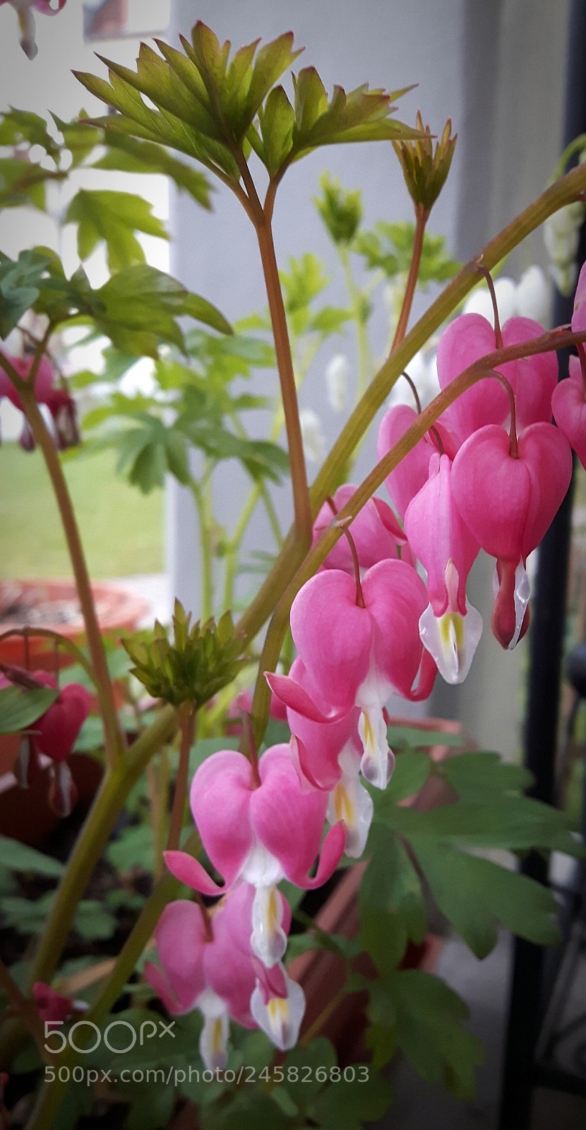 Samsung Galaxy S5 Neo sample photo. Tränendes herz photography