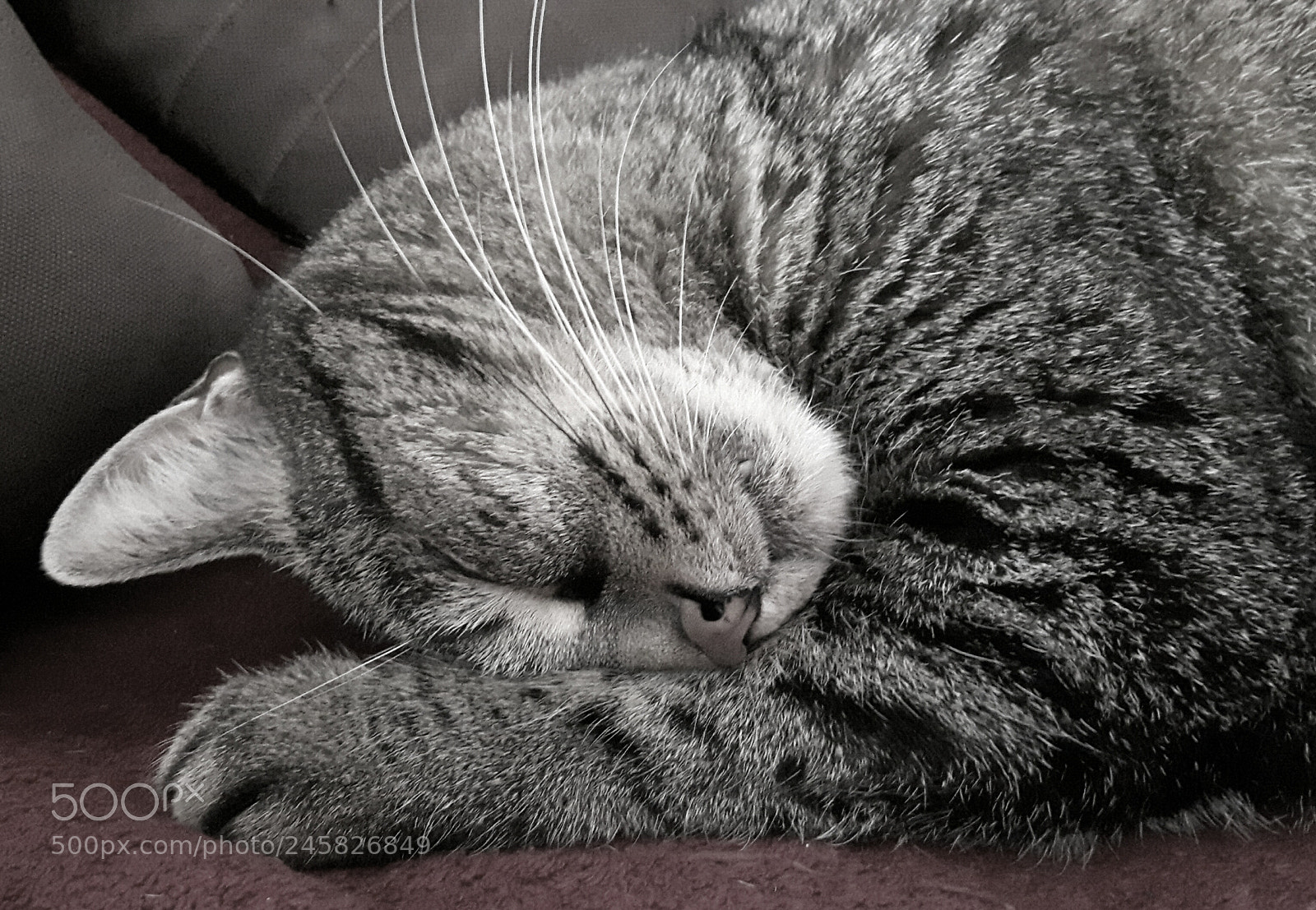 Samsung Galaxy S5 Neo sample photo. Littlenapping photography