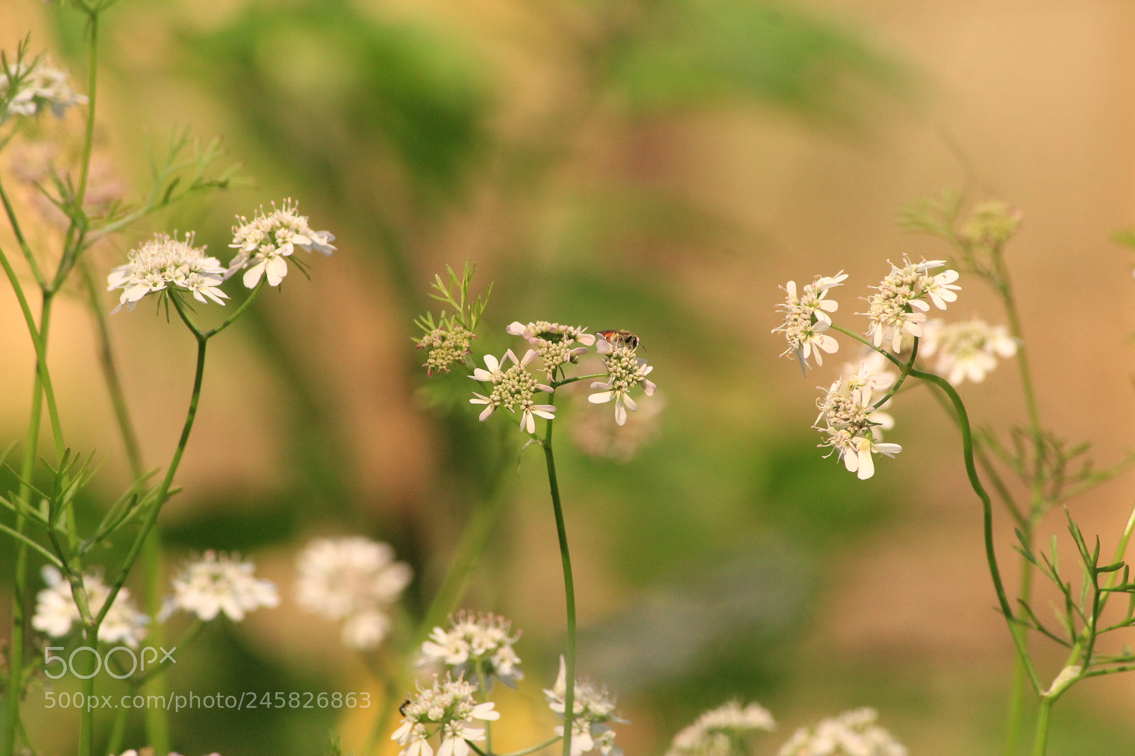 Canon EF-S 55-250mm F4-5.6 IS II sample photo. Untitled photography