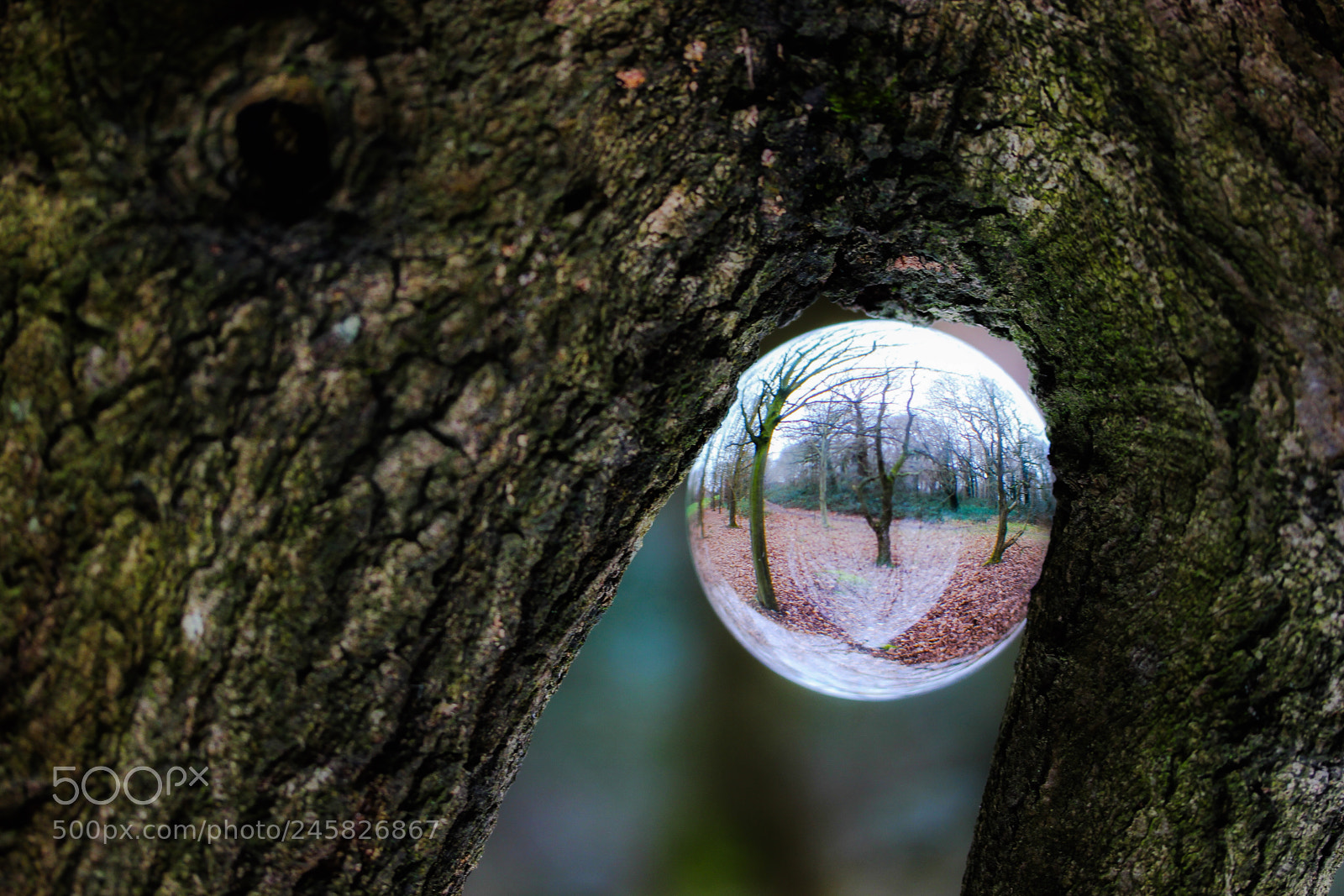 Canon EOS 600D (Rebel EOS T3i / EOS Kiss X5) sample photo. Crystal in the wood photography