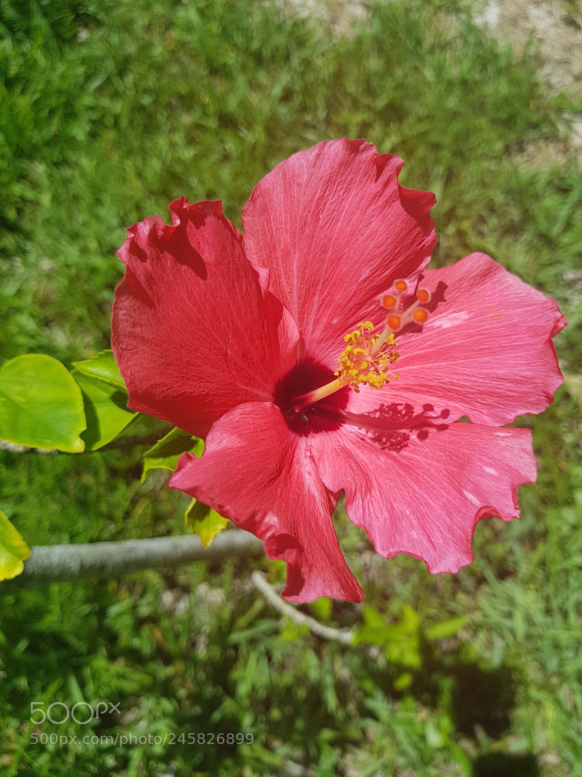 Samsung Galaxy S8+ sample photo. Untitled photography